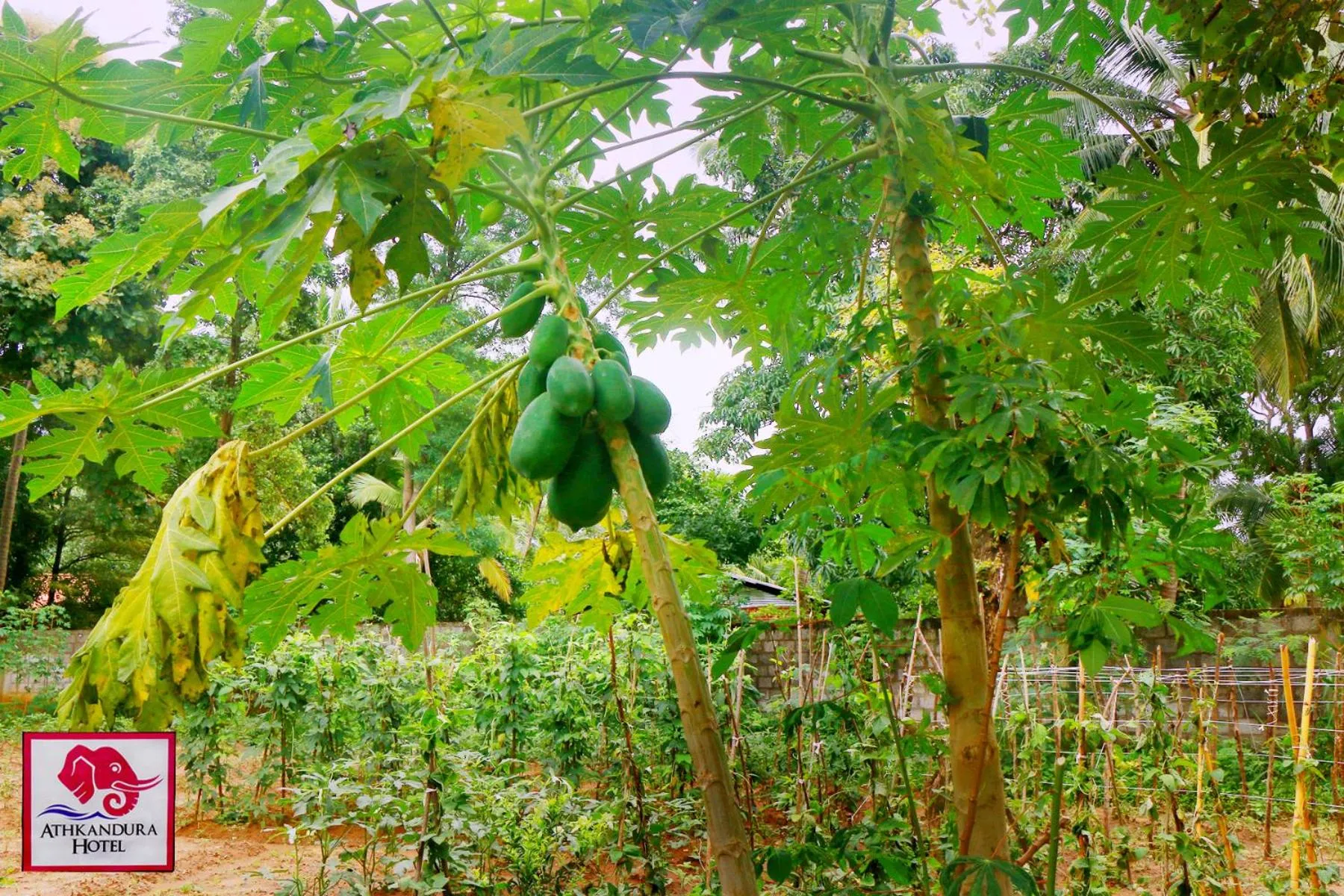 Garden in Athkandura Hotel