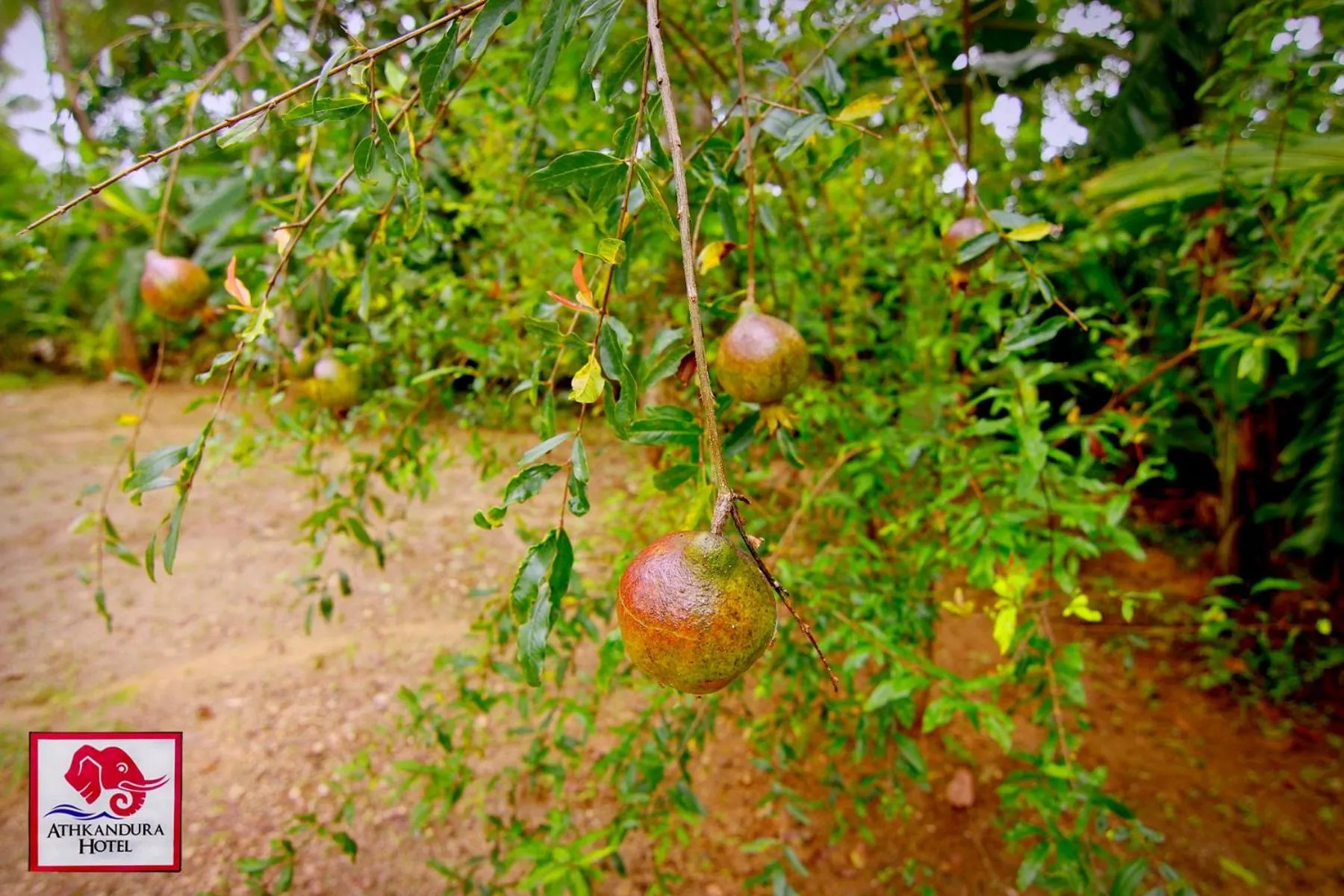Garden in Athkandura Hotel