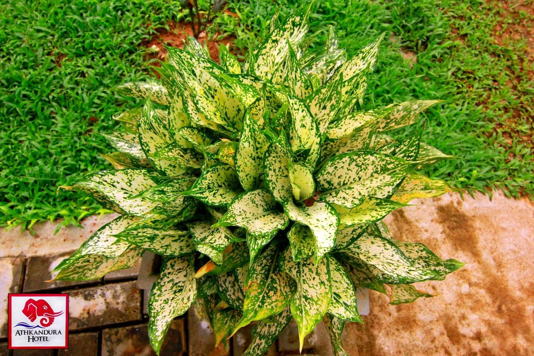 Garden in Athkandura Hotel