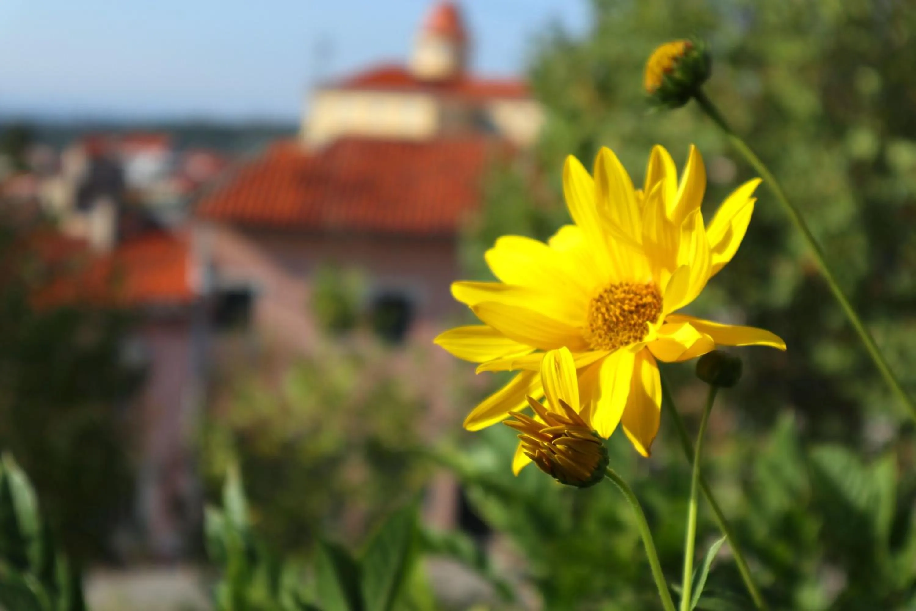 Garden in Alegre - Bussaco Boutique Hotel