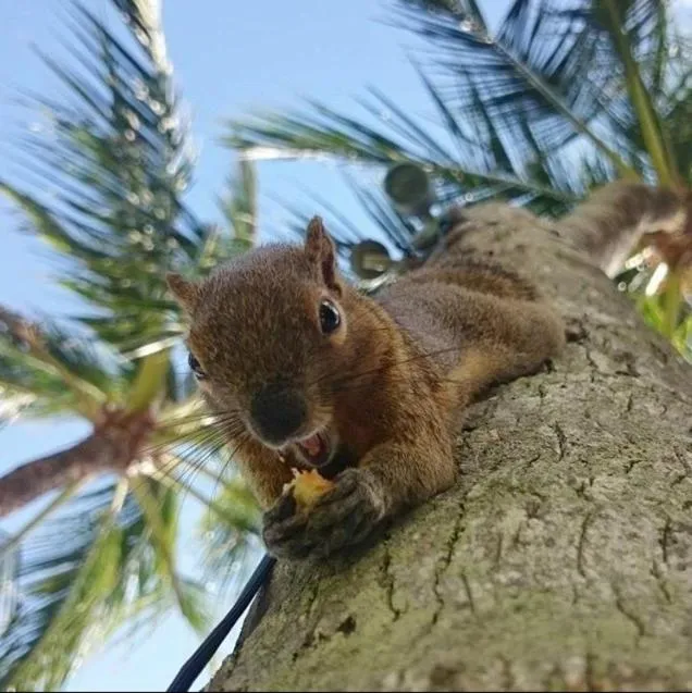 Animals in Tanjung Sari Inn