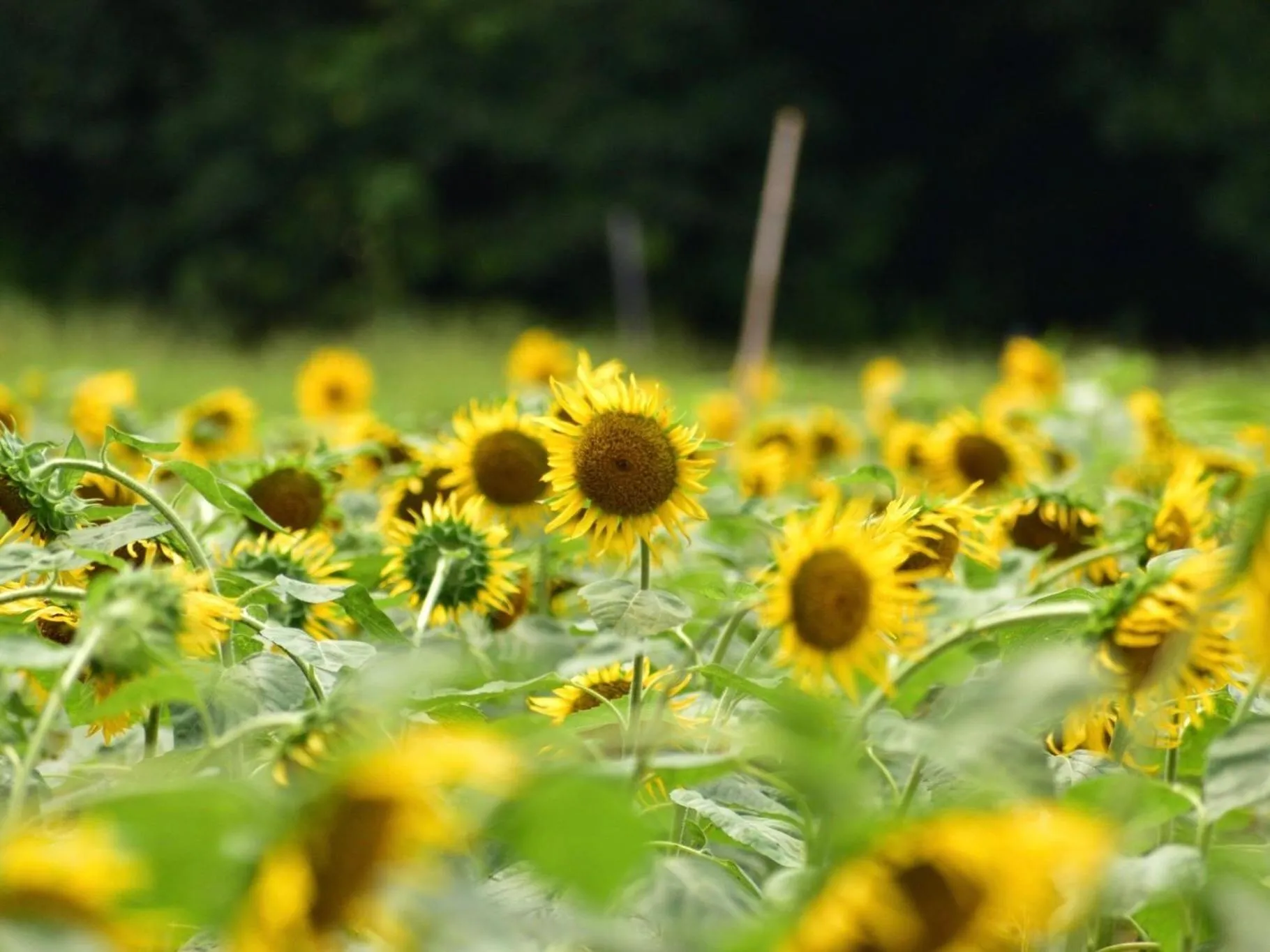 Nearby landmark in Vessel Inn Yachiyo Katsudai Station