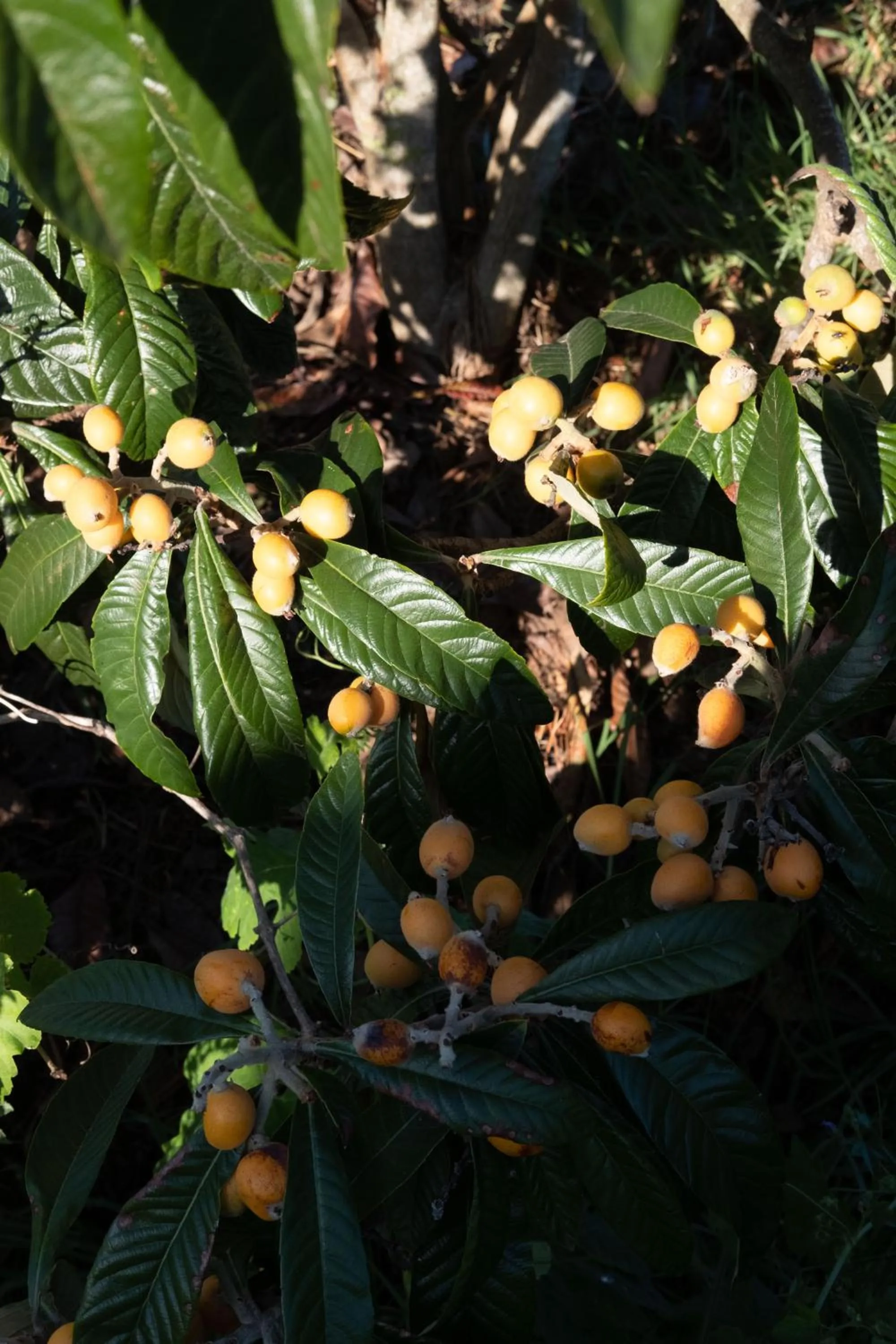 Garden in Quinta do Mar - Country & Sea Village
