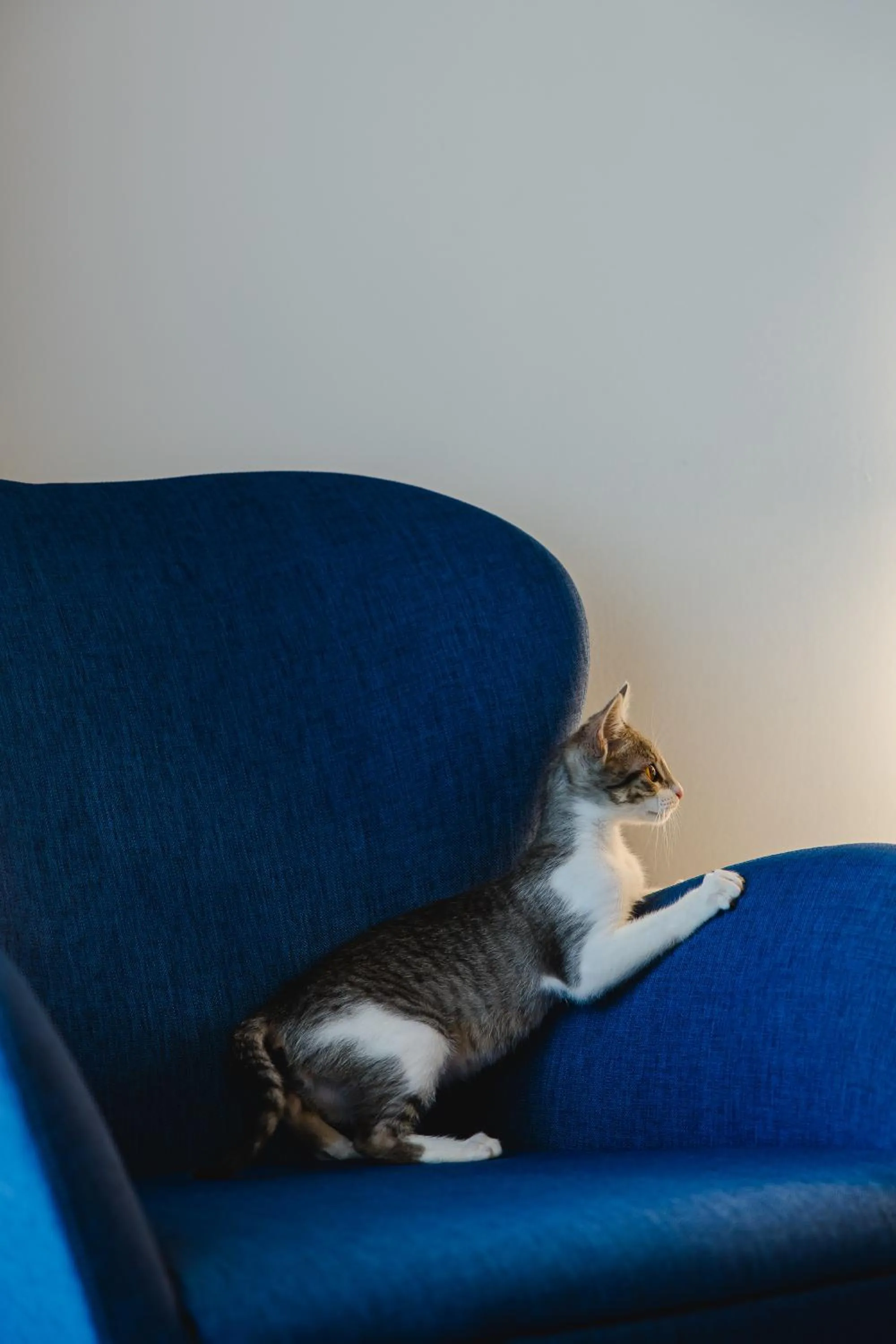 Animals in Canadiano Urban Nature Hotel