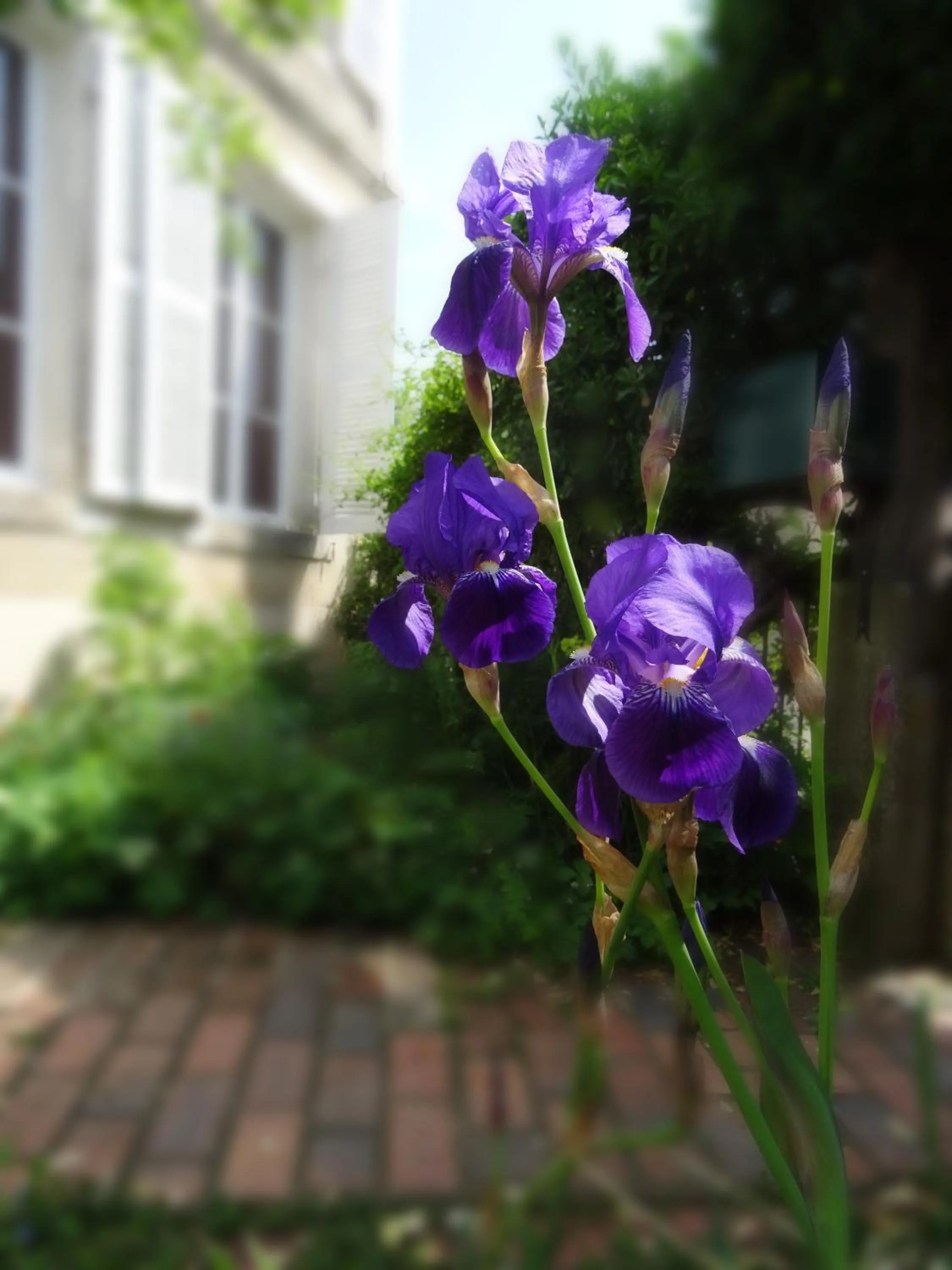 Spring in L'escalier des rêves