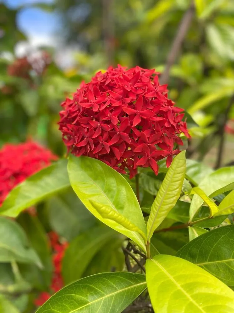 Garden in Hotel Le Rotabas