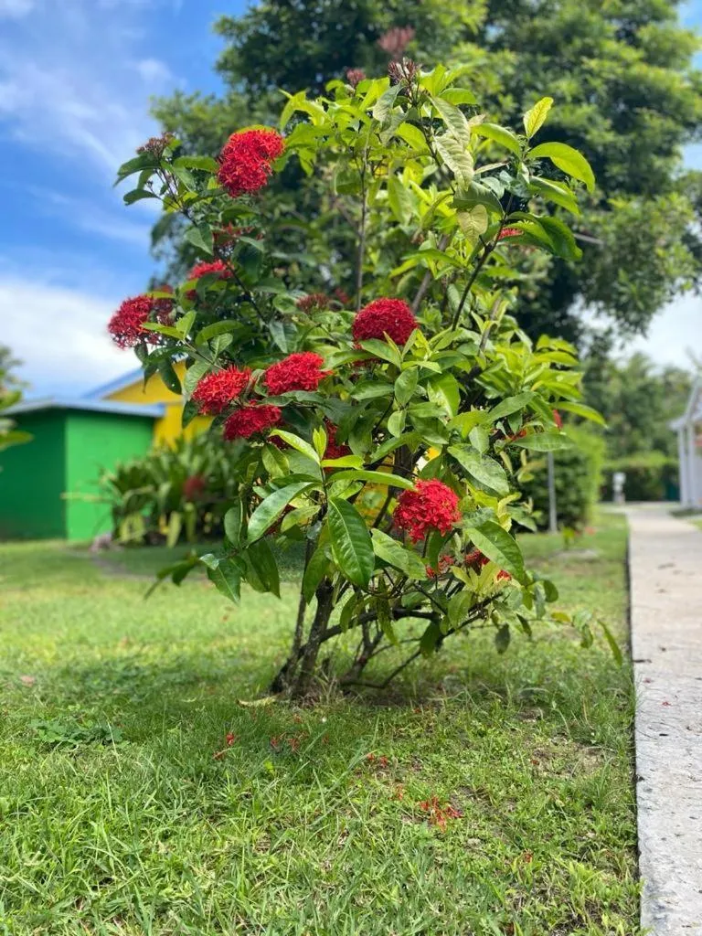 Garden in Hotel Le Rotabas