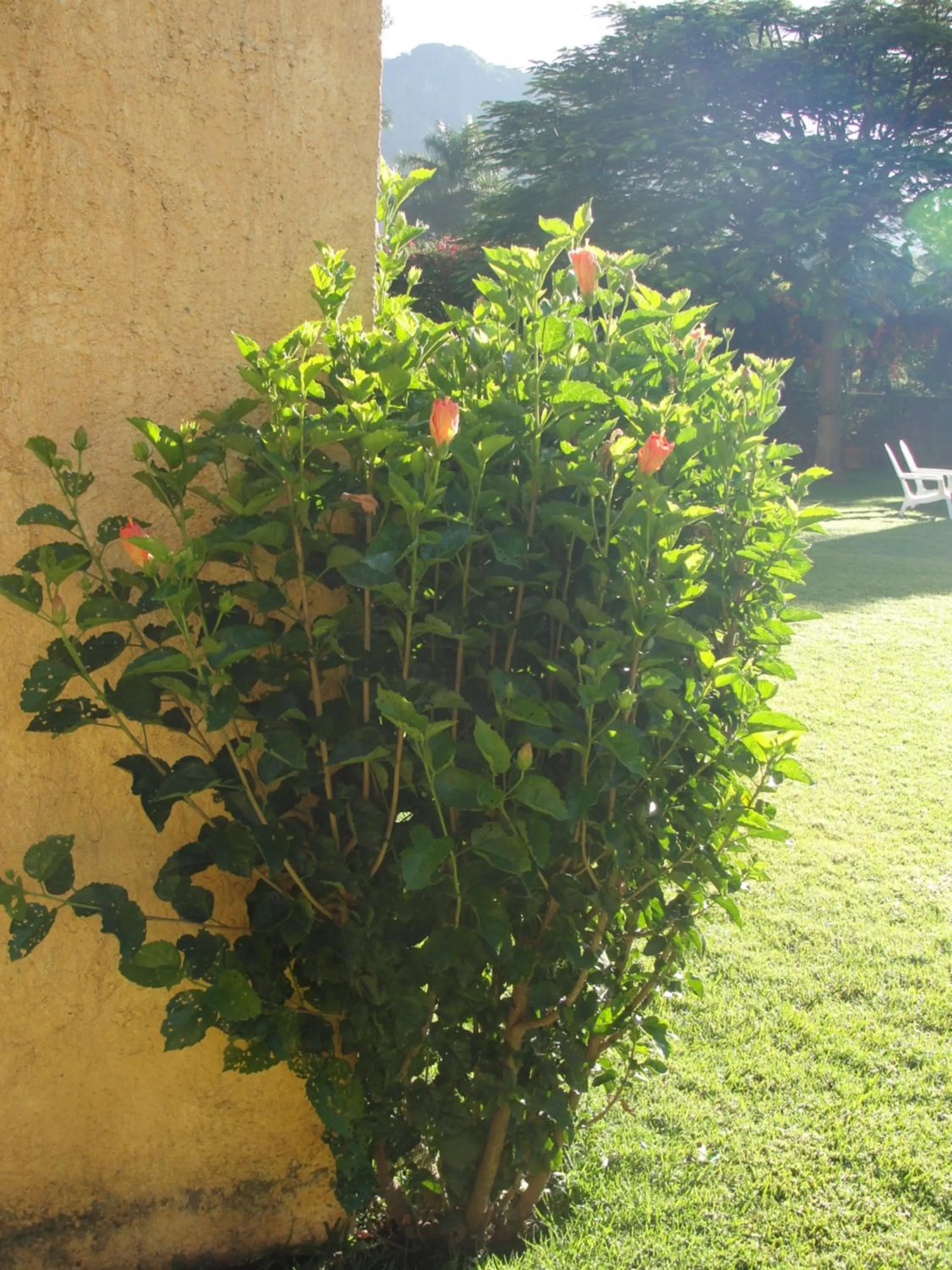 Day in Las Casitas Tepoztlán