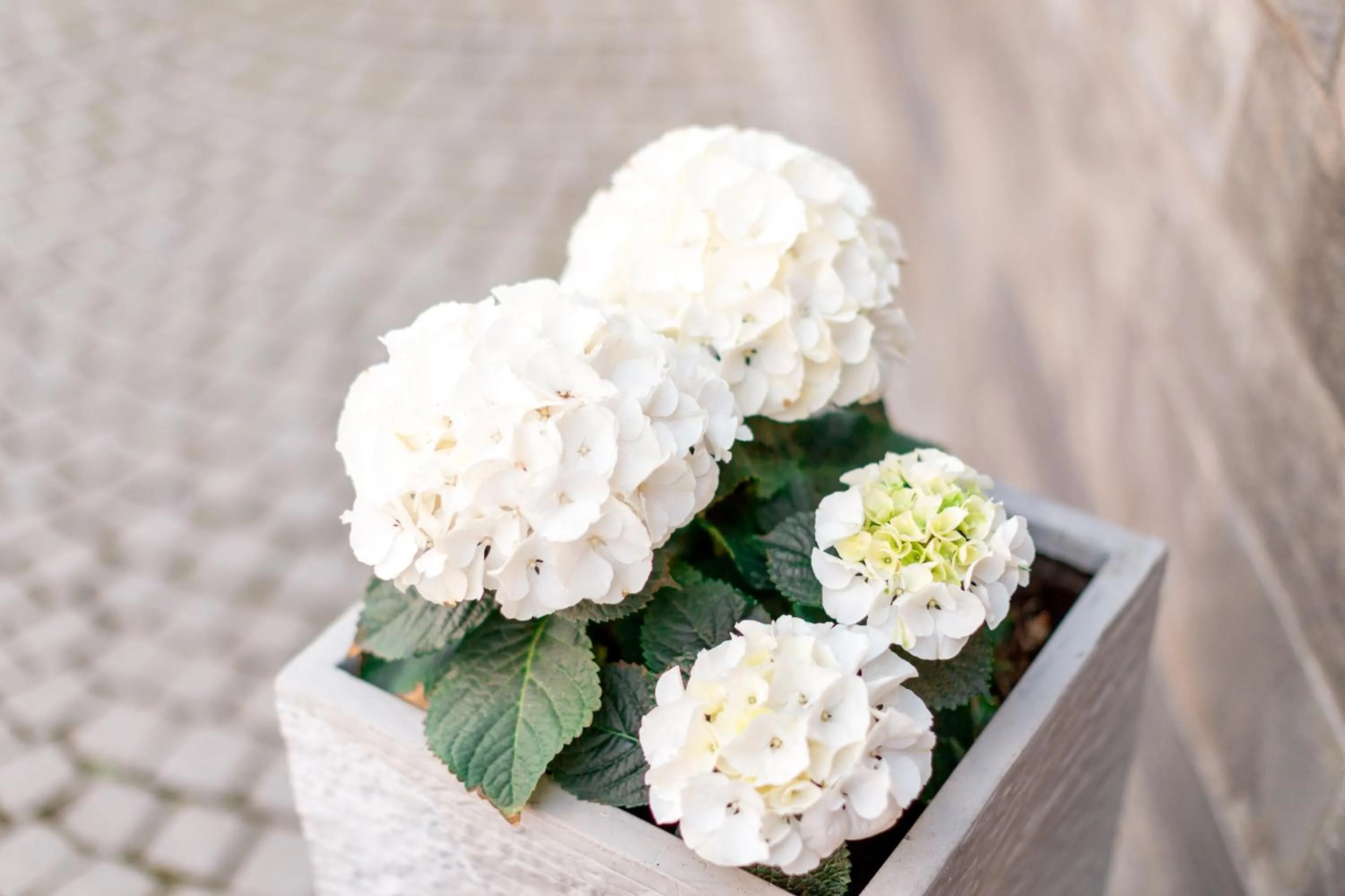 Property building in Hotel Adler