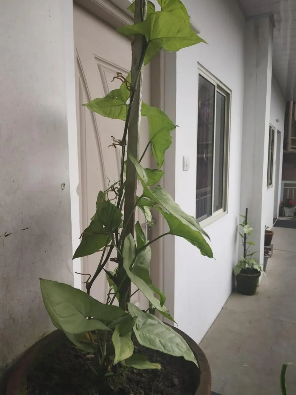 Facade/entrance in Landy Queen