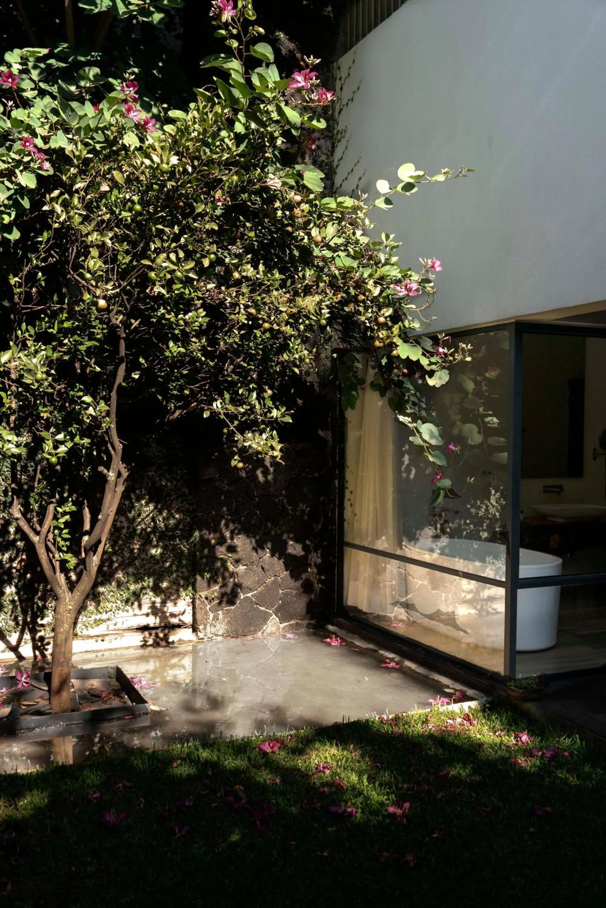Garden in Hotel Boutique Casa Fernanda