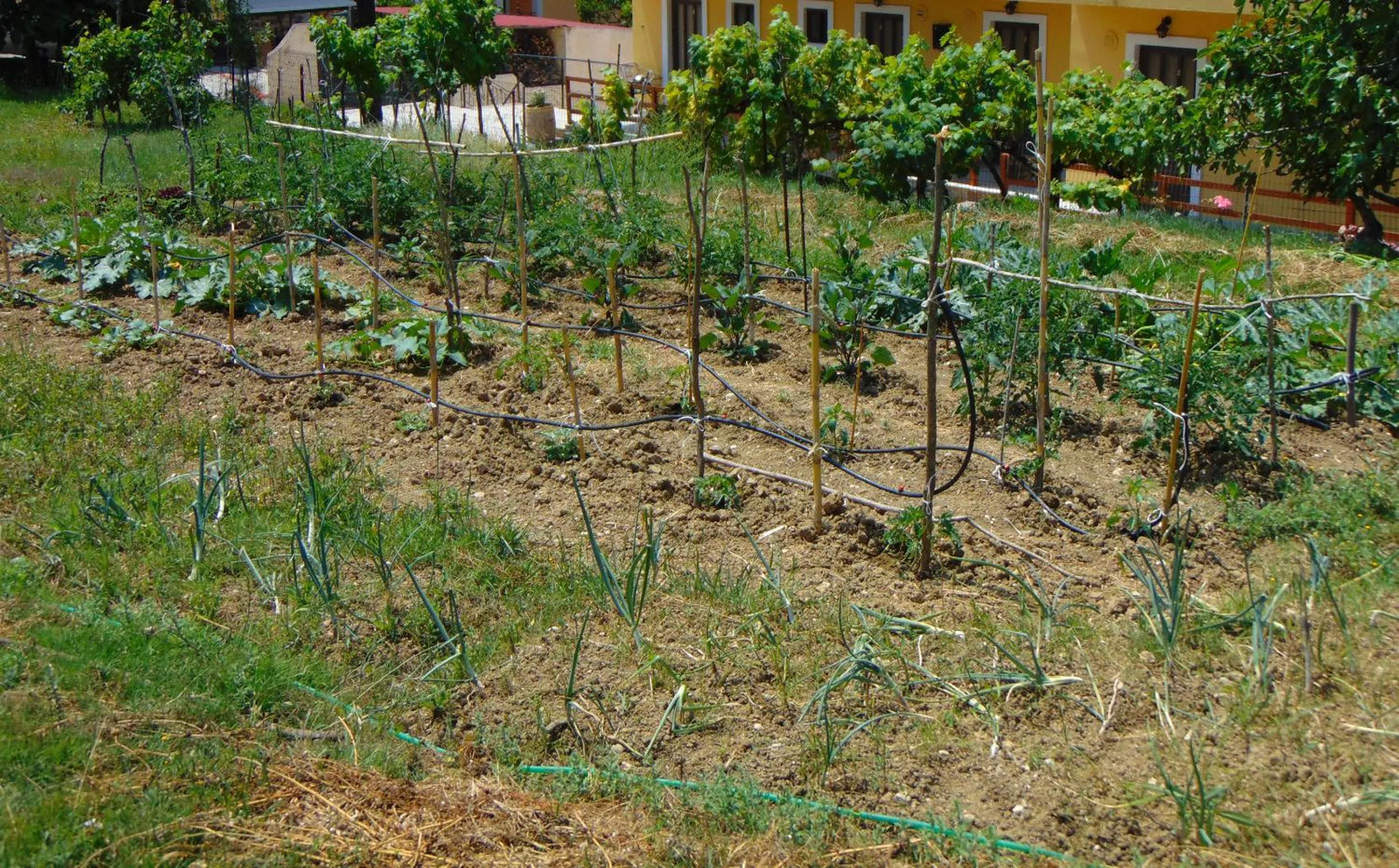 Garden in Villa Grecia