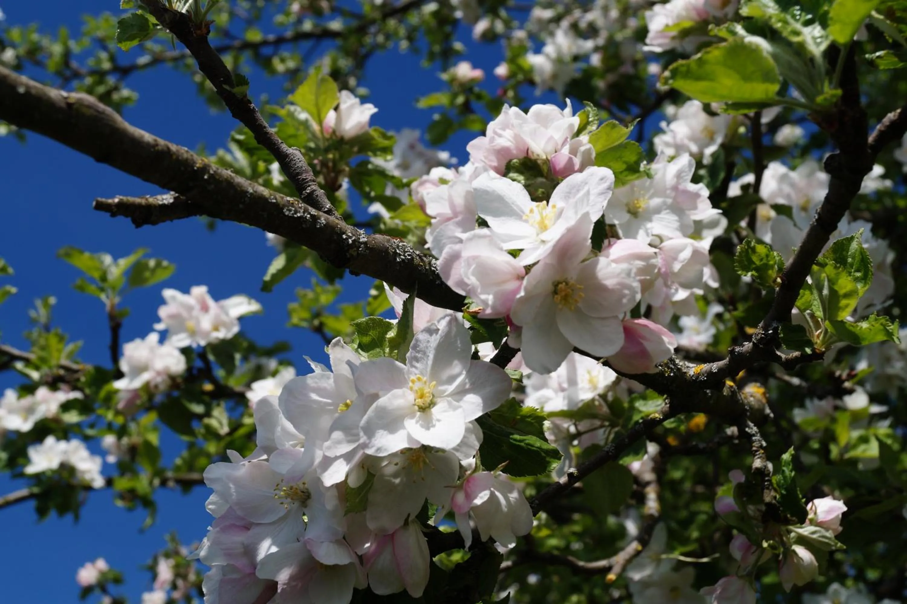 Spring in Landhotel Schellenberg