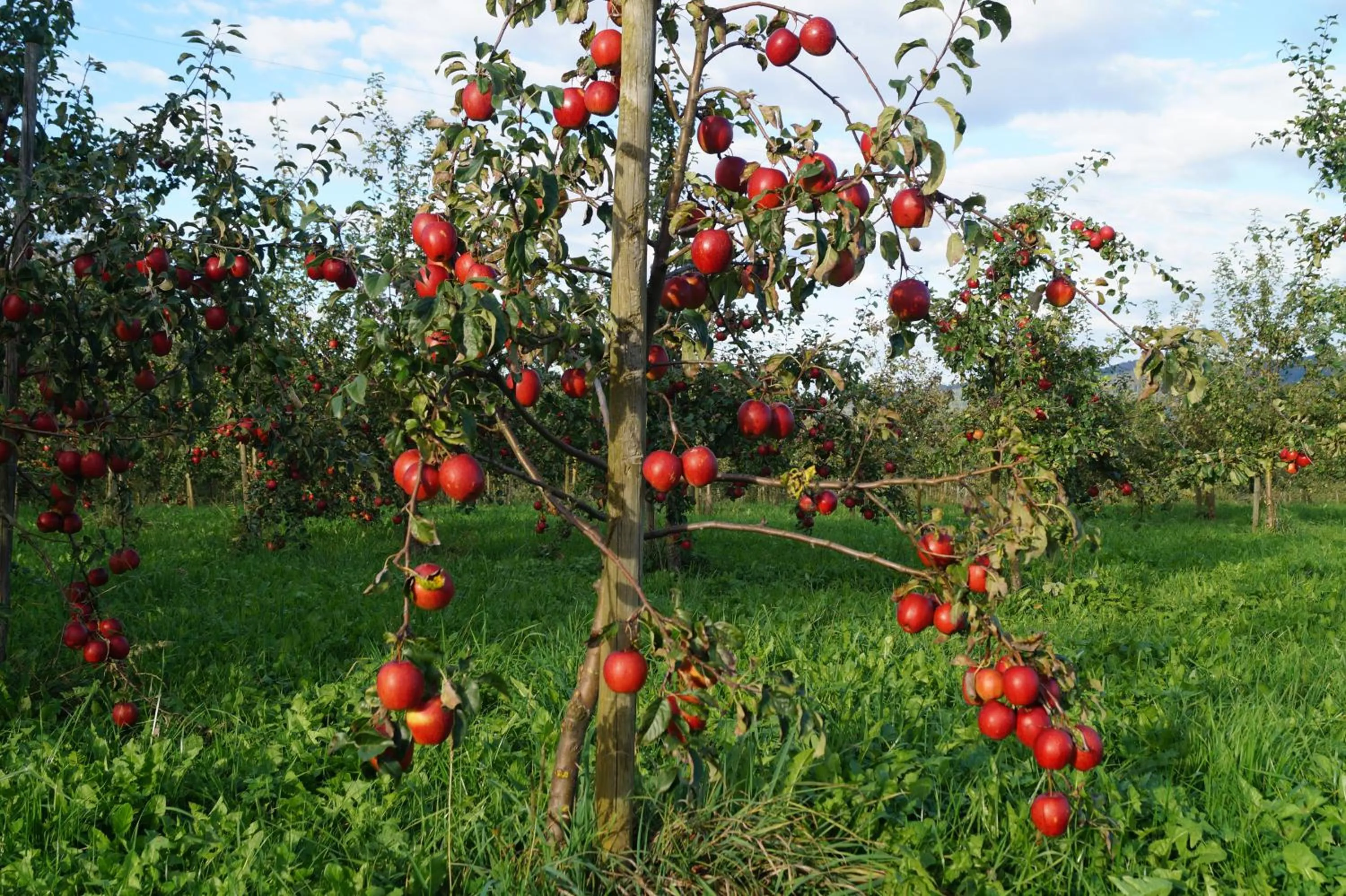Garden in Landhotel Schellenberg
