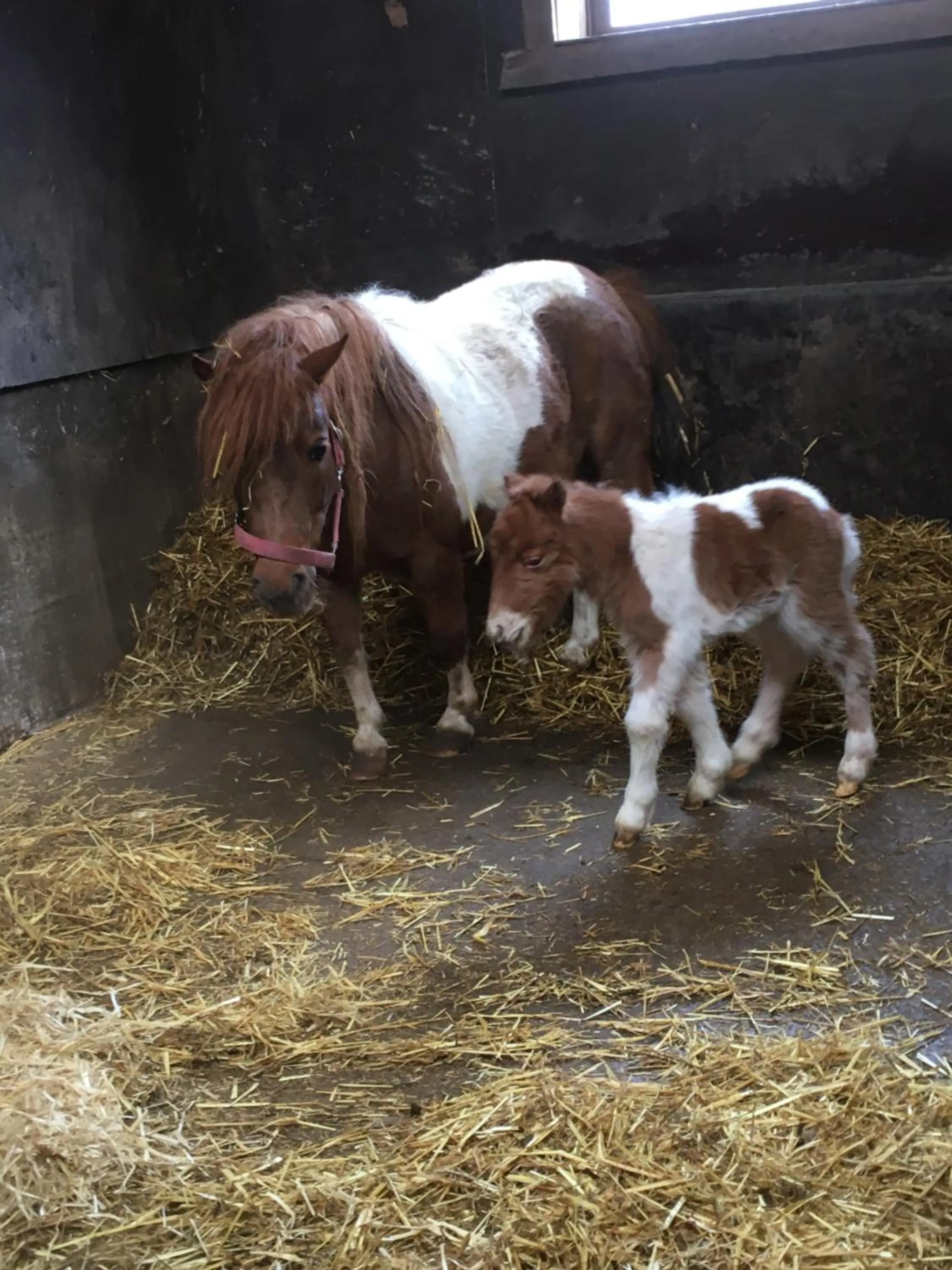 Animals in Sieglhub Chalets - Appartements - Hotel