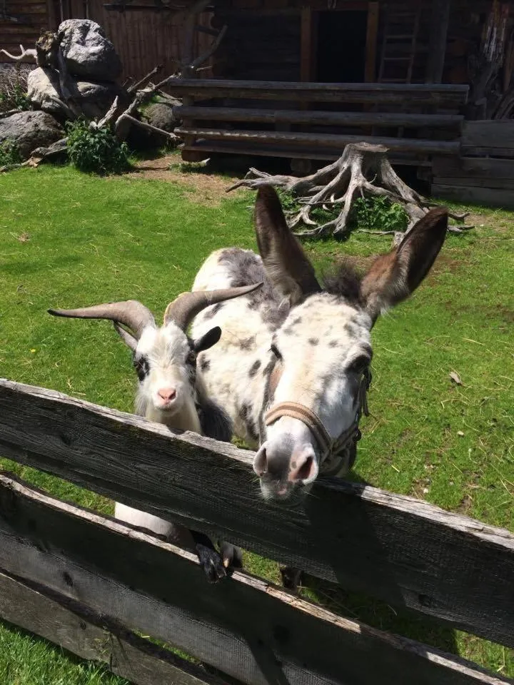 Animals in Sieglhub Chalets - Appartements - Hotel