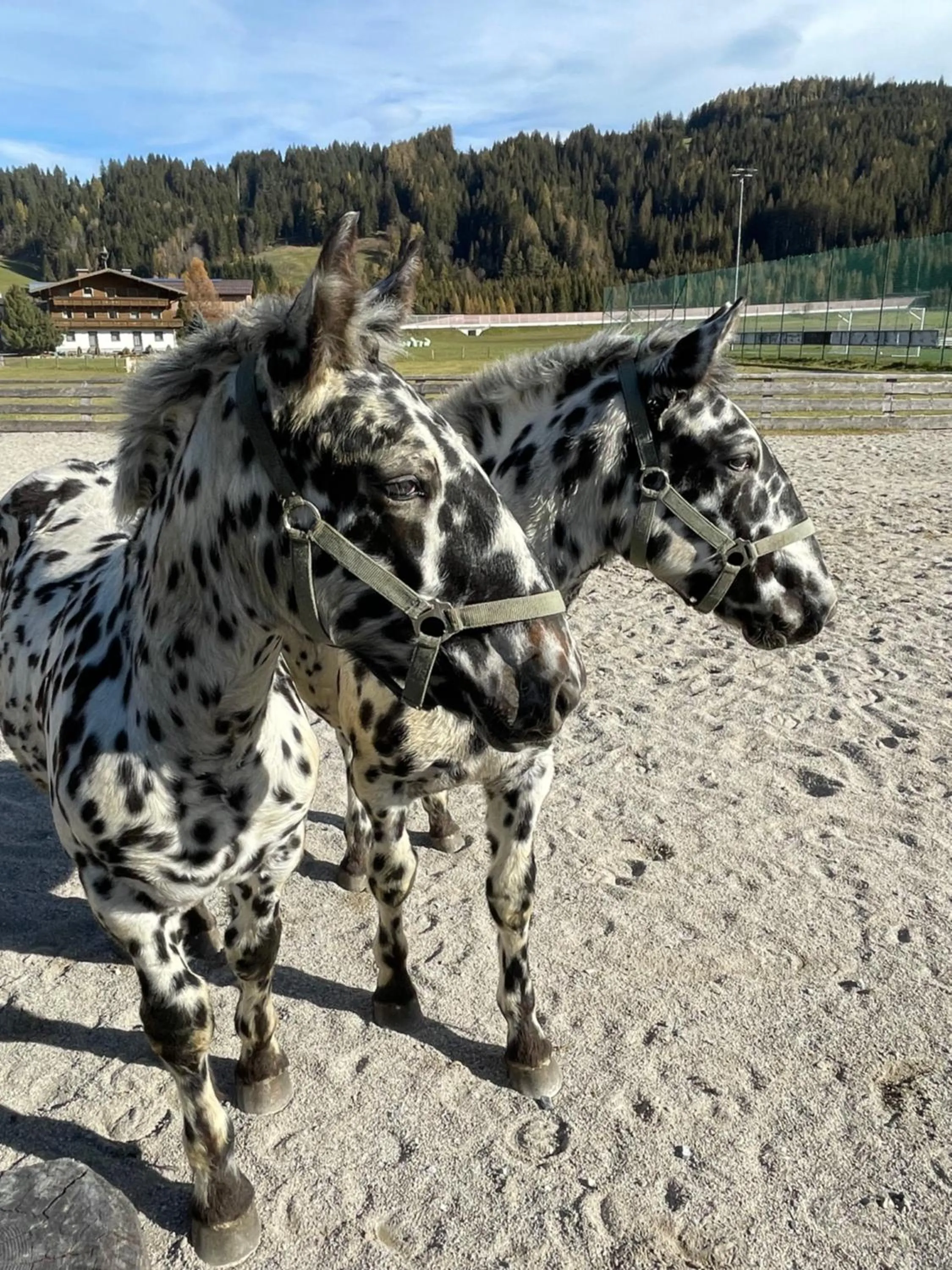 Animals in Sieglhub Chalets - Appartements - Hotel