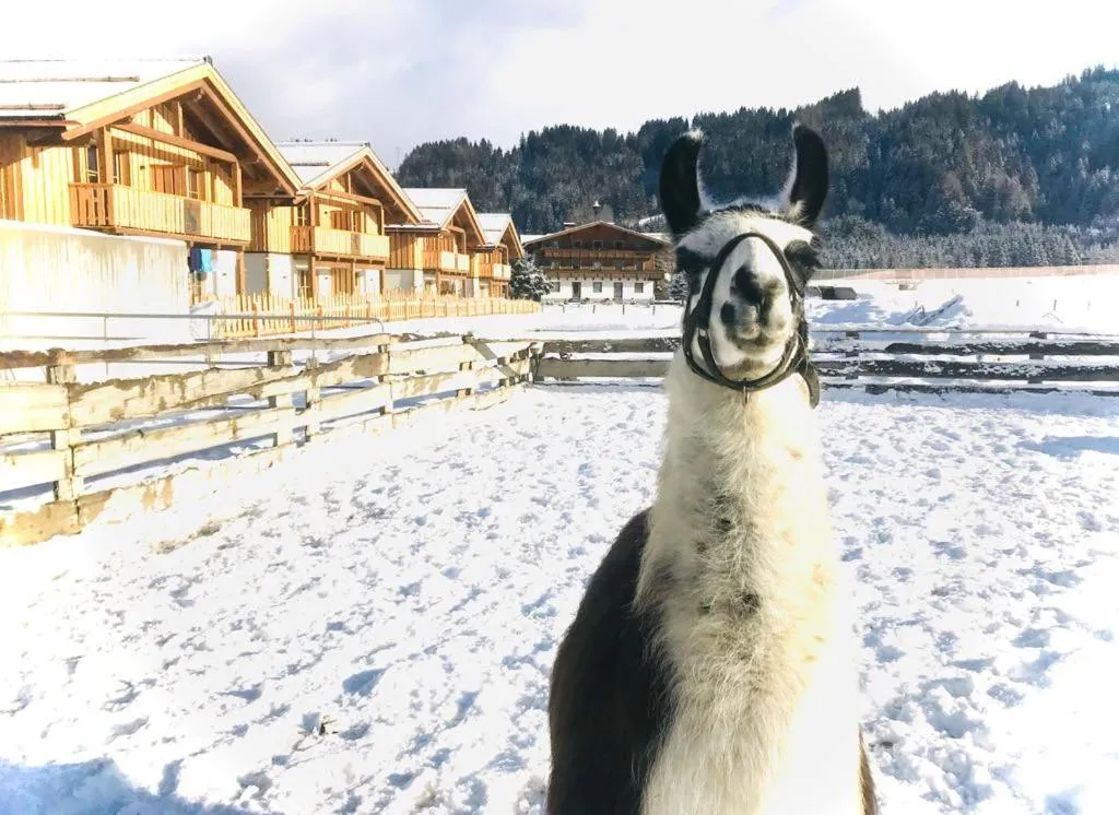 Sieglhub Chalets - Appartements - Hotel