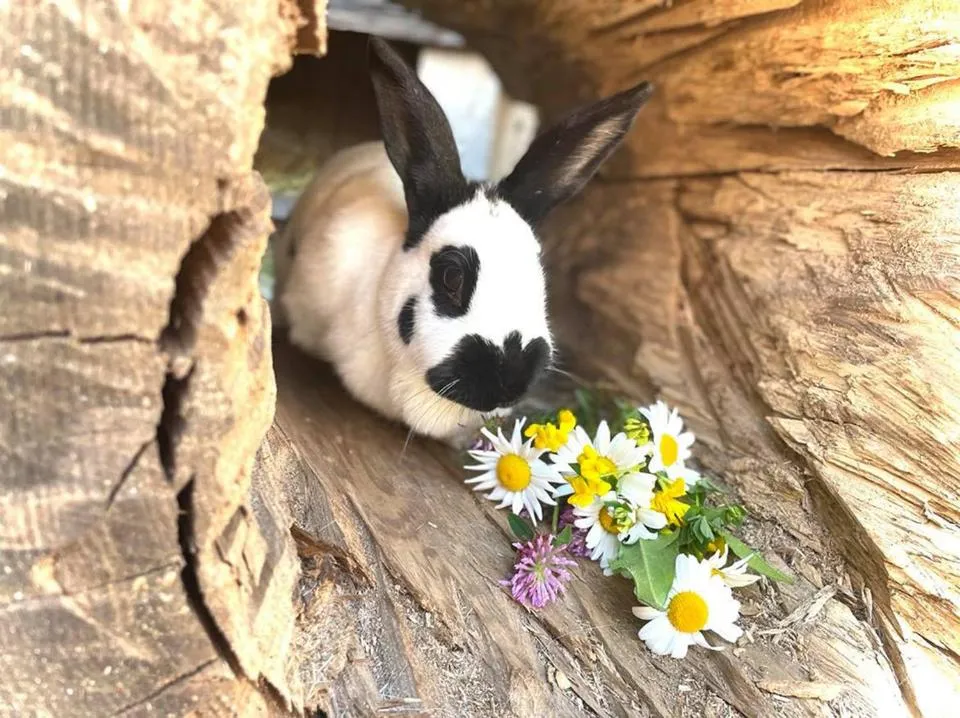 Animals in Sieglhub Chalets - Appartements - Hotel