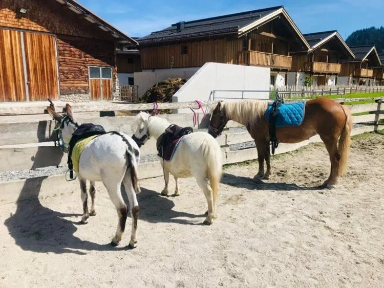 Animals in Sieglhub Chalets - Appartements - Hotel