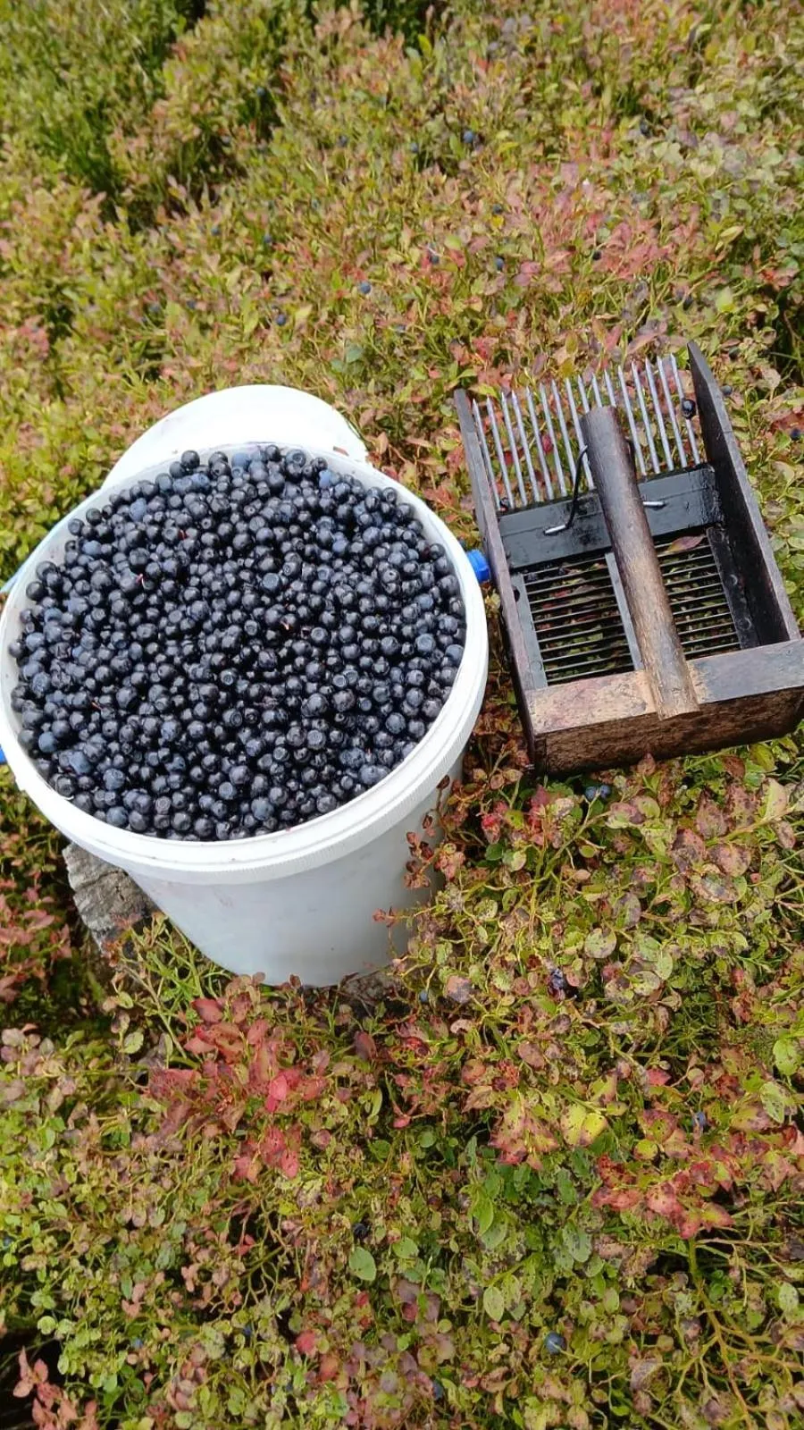 Sieglhub Chalets - Appartements - Hotel