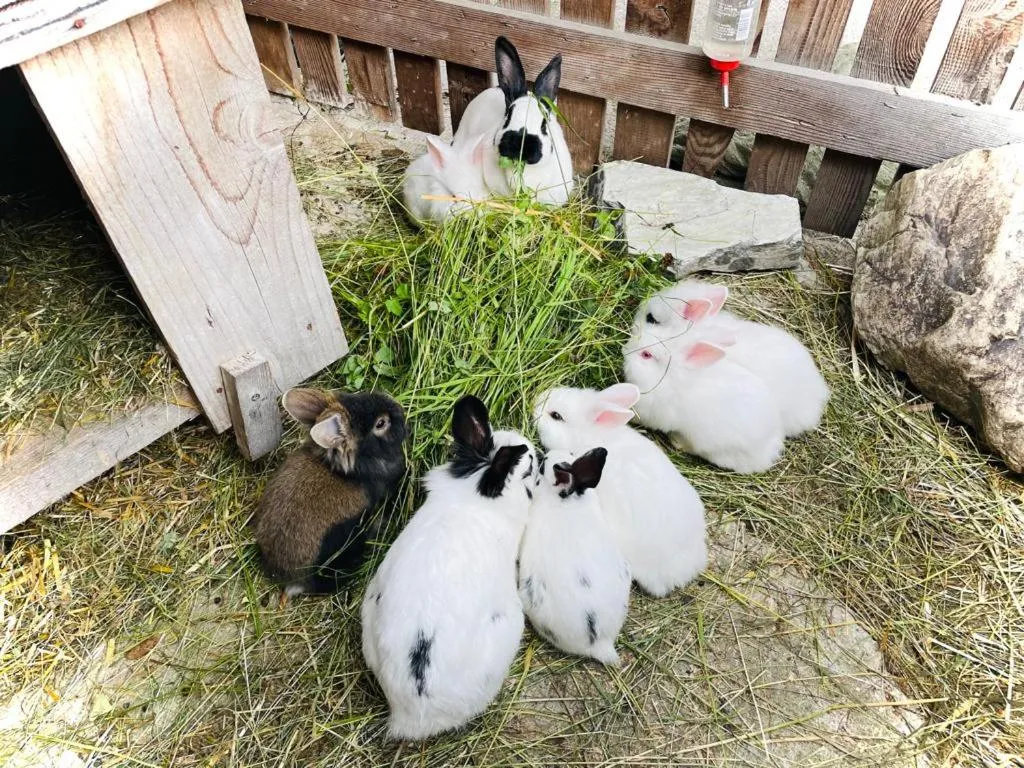 Animals in Sieglhub Chalets - Appartements - Hotel