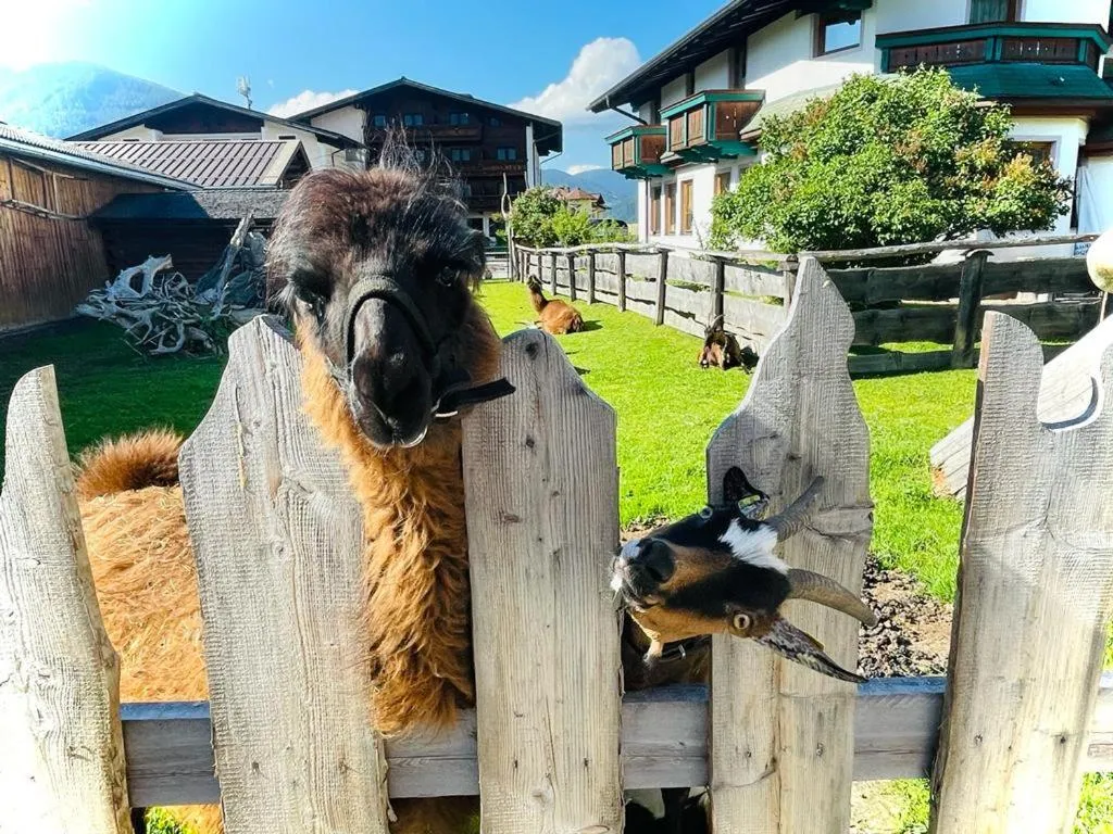 Animals in Sieglhub Chalets - Appartements - Hotel