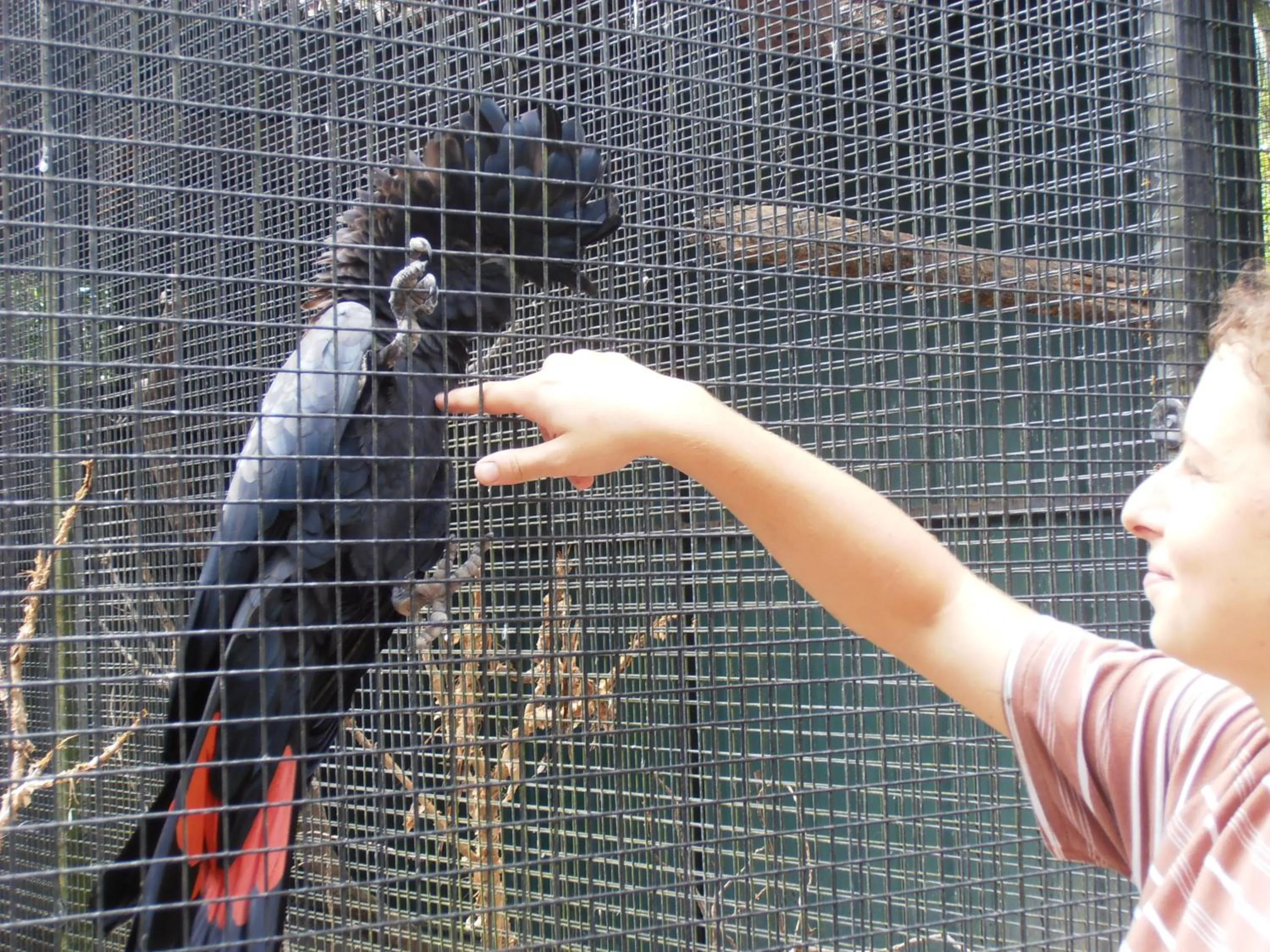Animals in Daintree Wild Bed & Breakfast