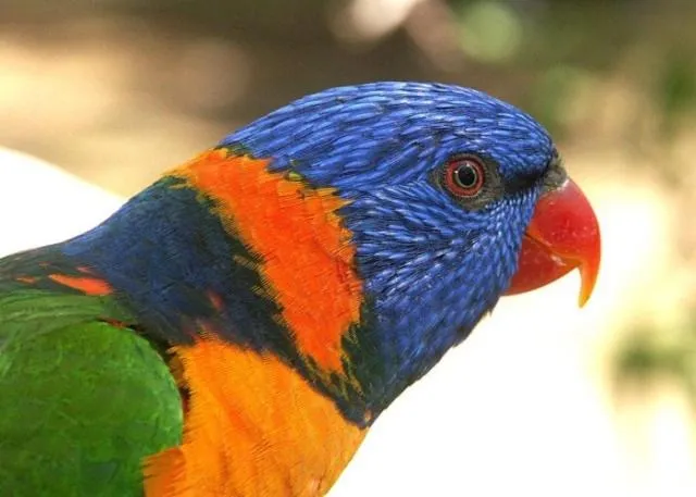 Animals in Daintree Wild Bed & Breakfast