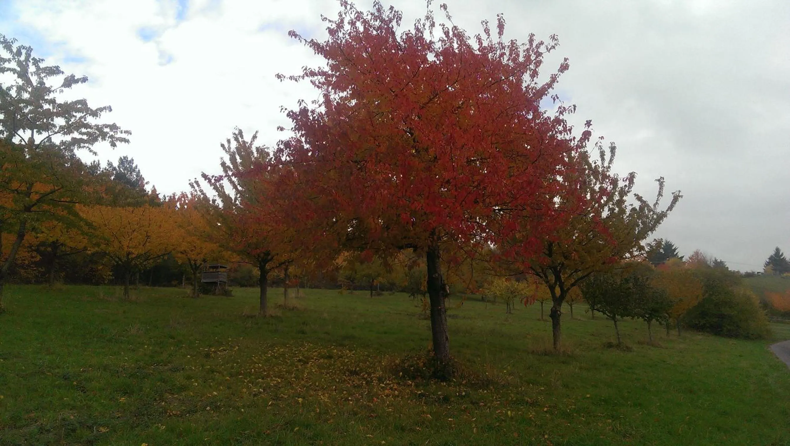 Autumn in Zum Rebhang Bed & Breakfast