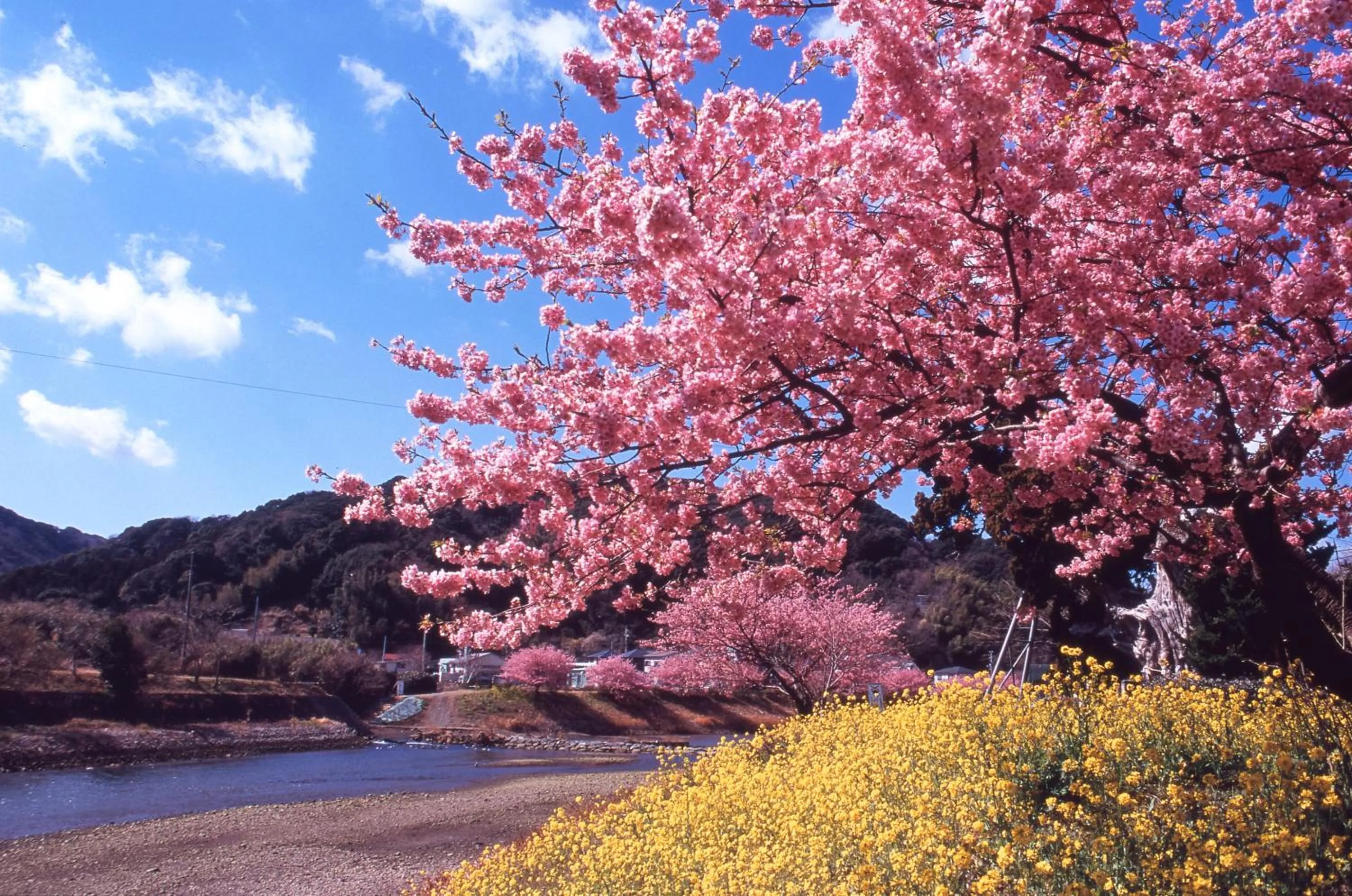Spring in Hotel Yamadaya