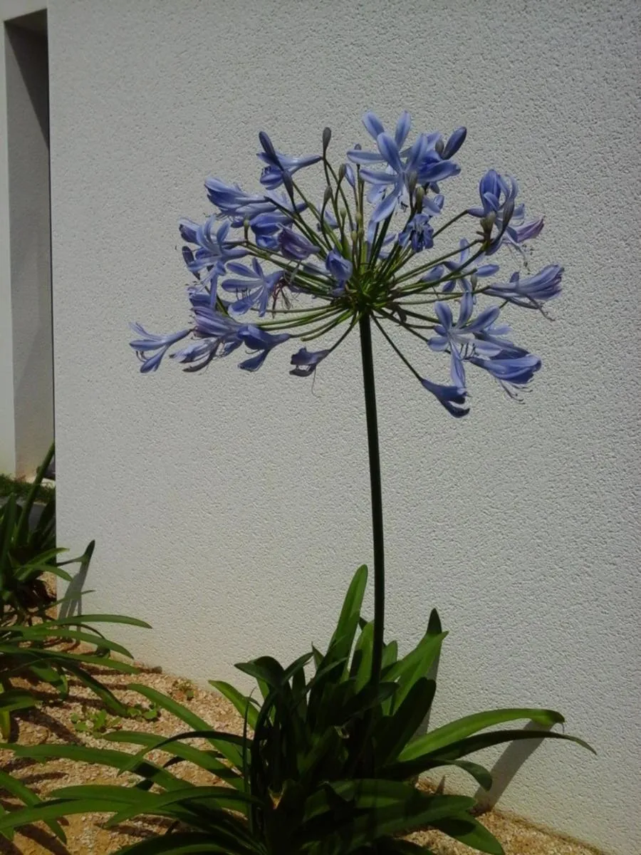 Garden in Le Temps d'une Pause