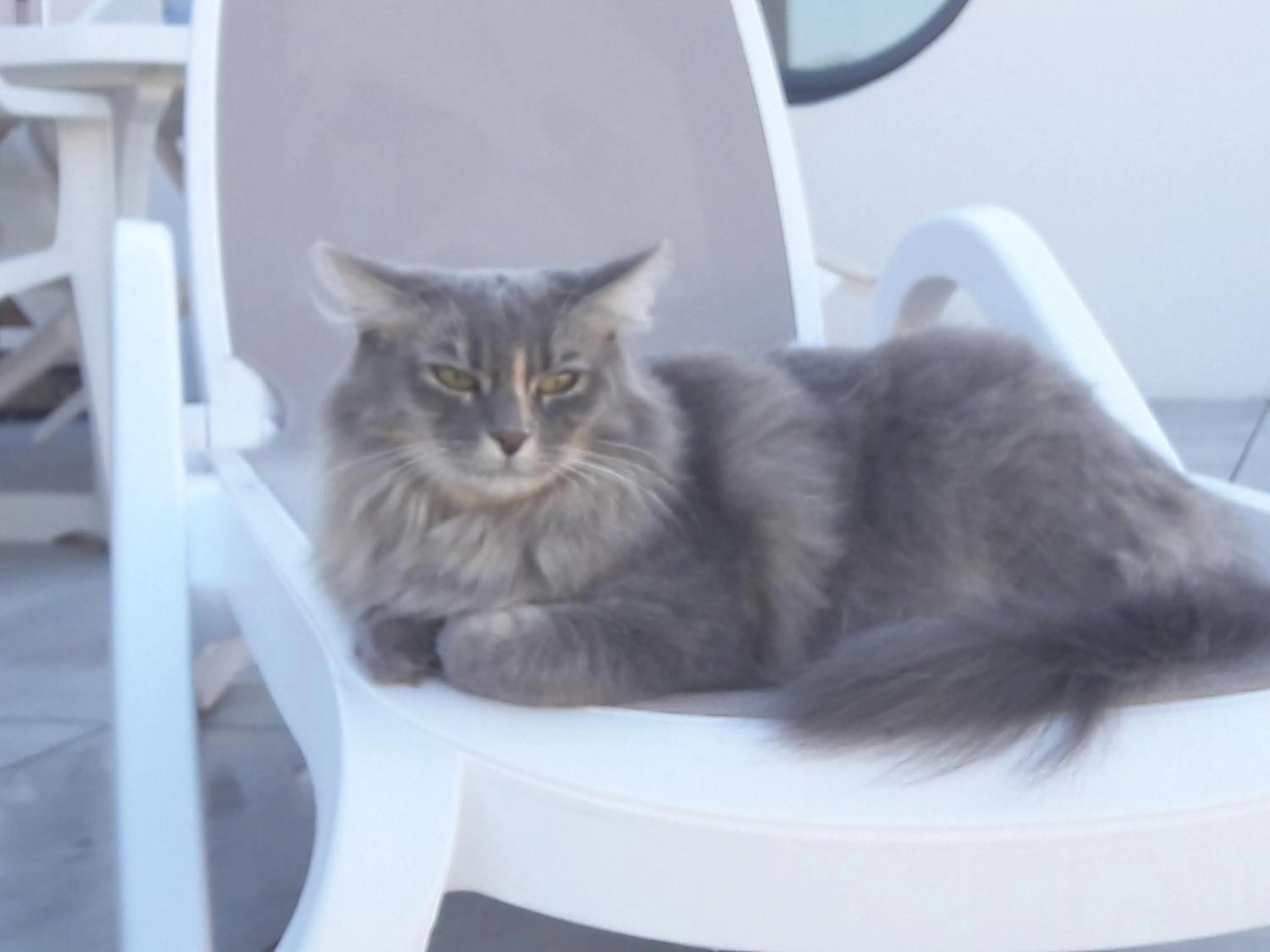 Animals in Le Temps d'une Pause