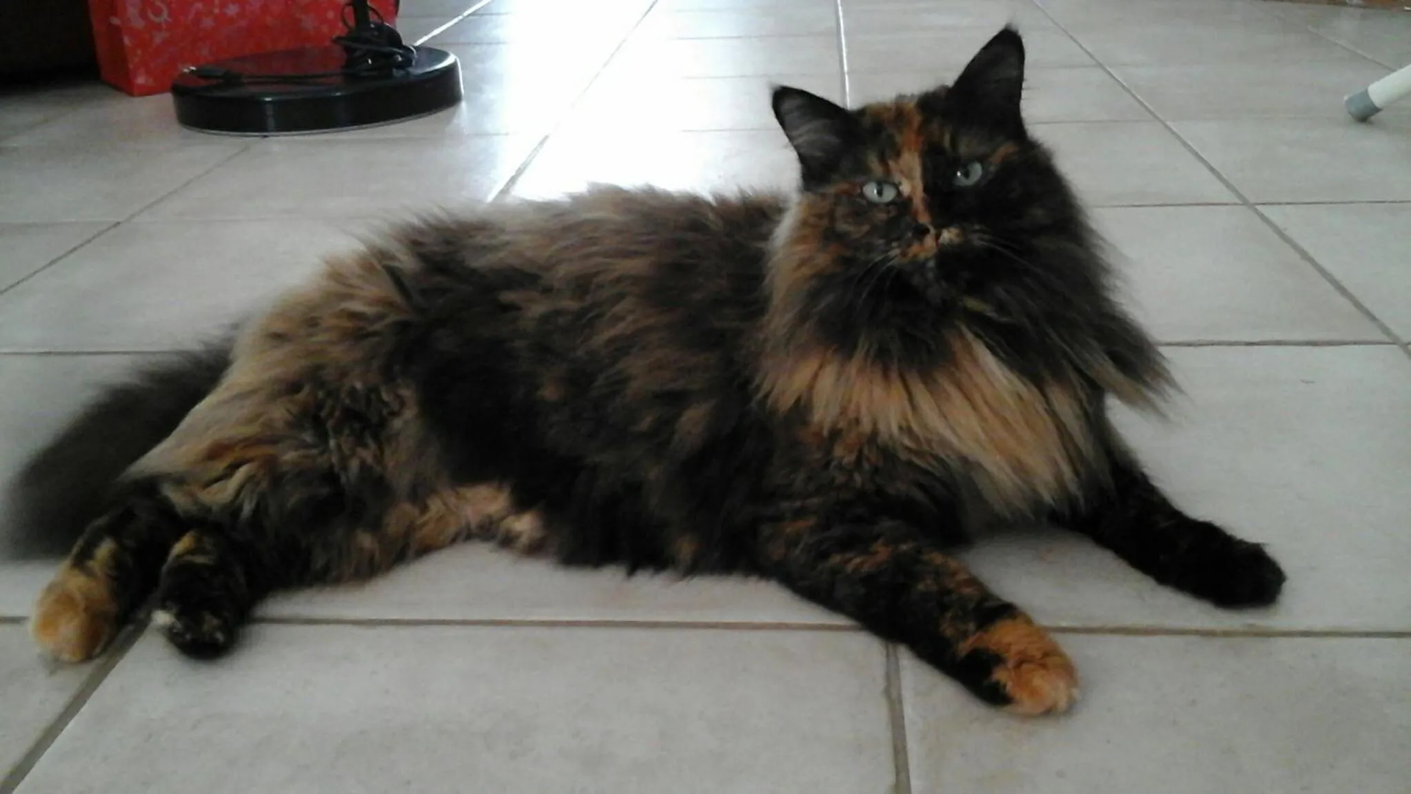 Animals in Le Temps d'une Pause