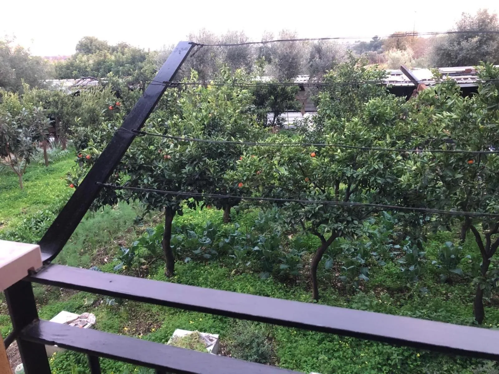 View (from property/room) in B&B Verdeoliva