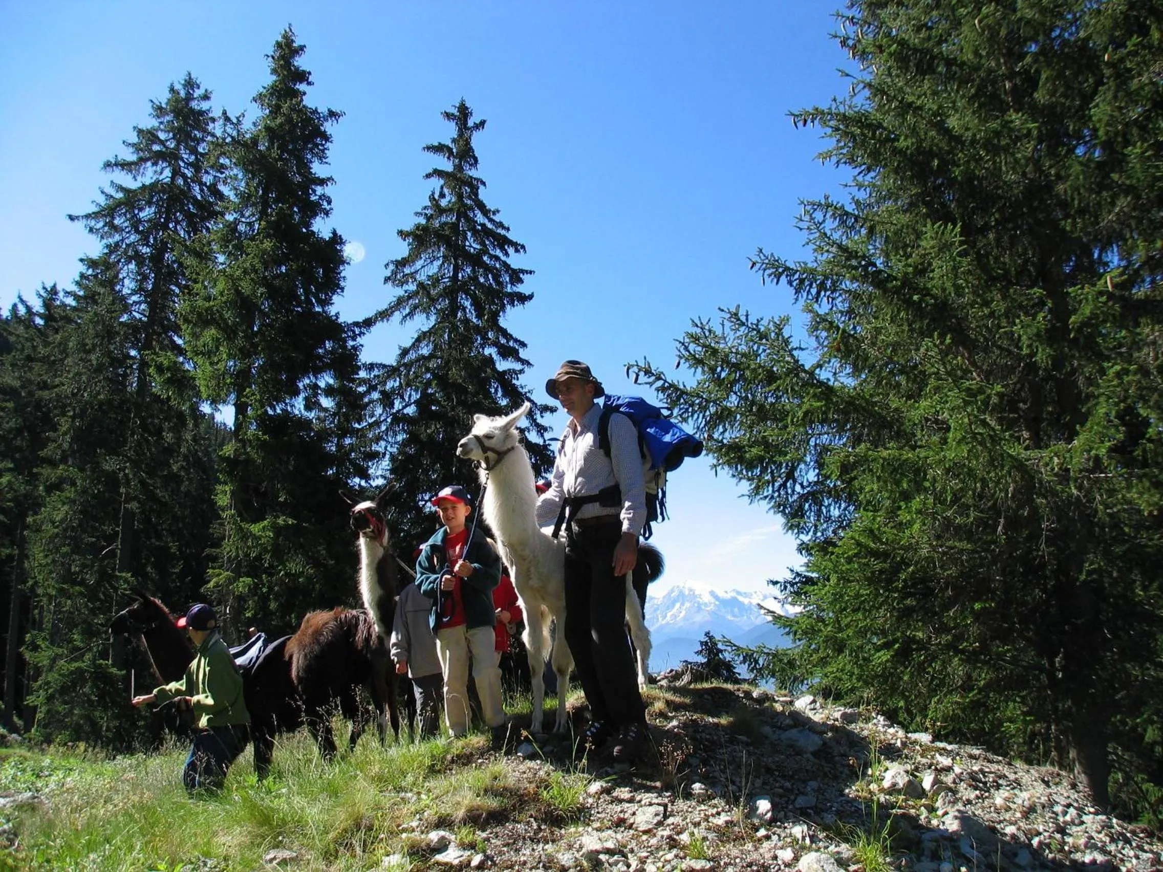 Animals in Vital Hotel Ortlerspitz