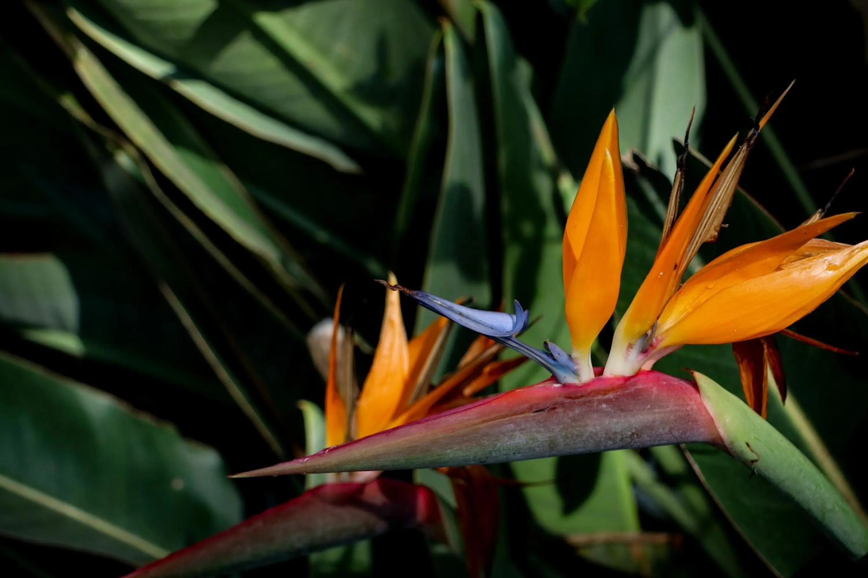 Garden in Quinta da Bela Vista