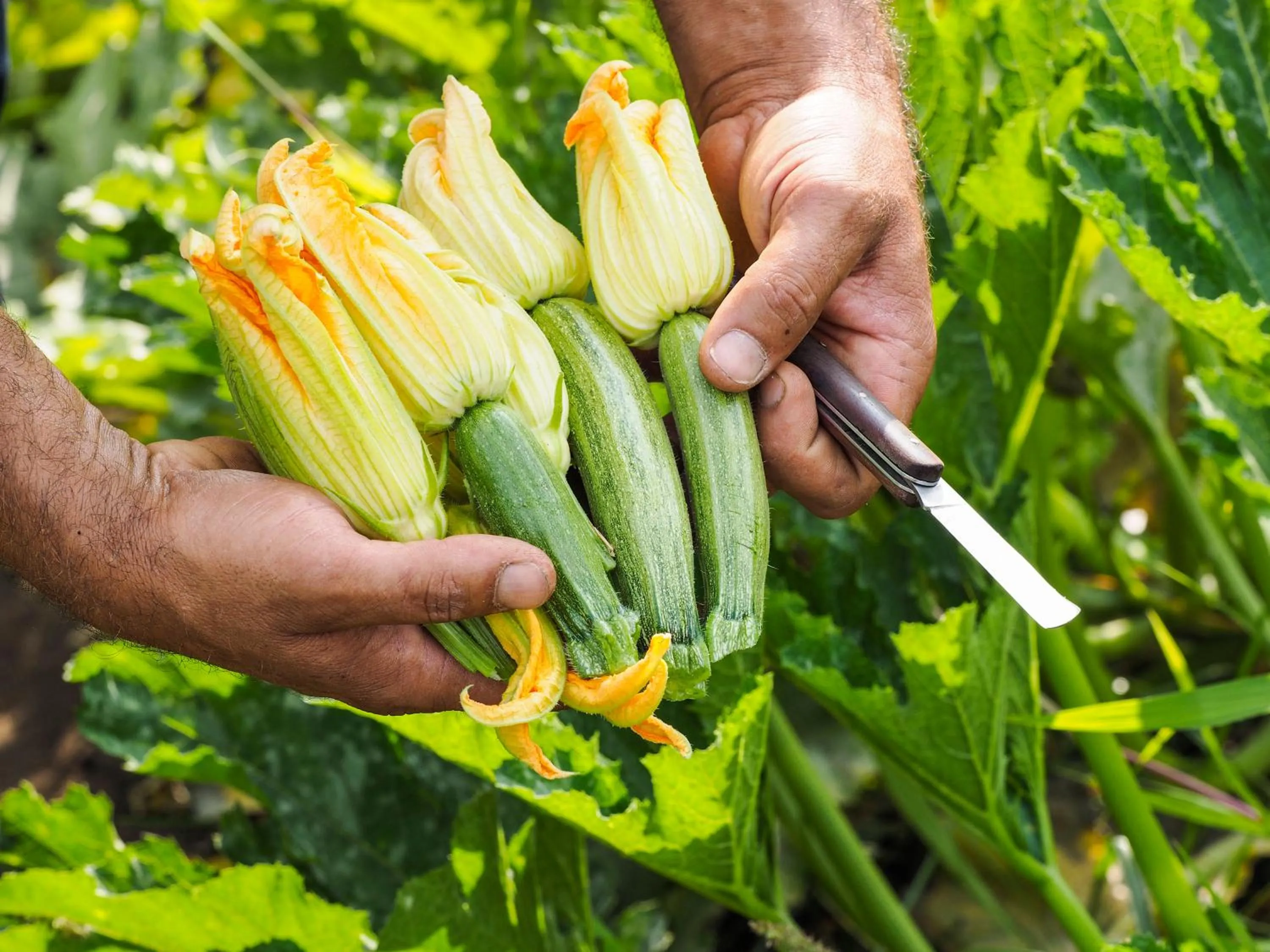 Garden in Monaci delle Terre Nere