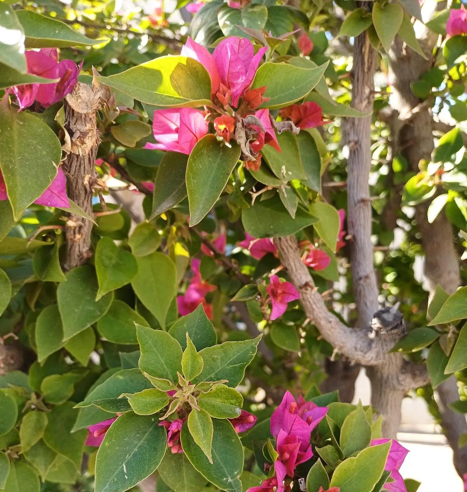 Patio in Dar El Bali