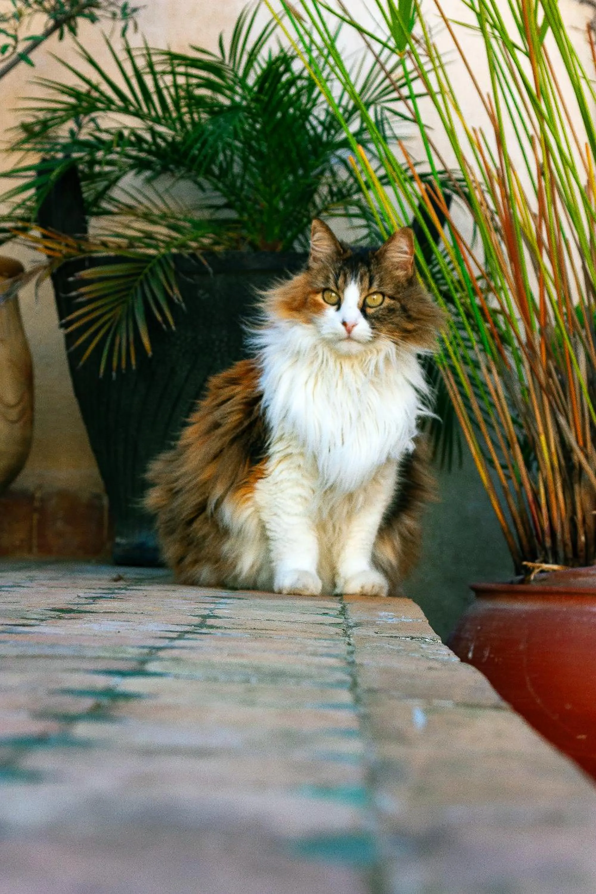 Balcony/Terrace in Dar El Bali