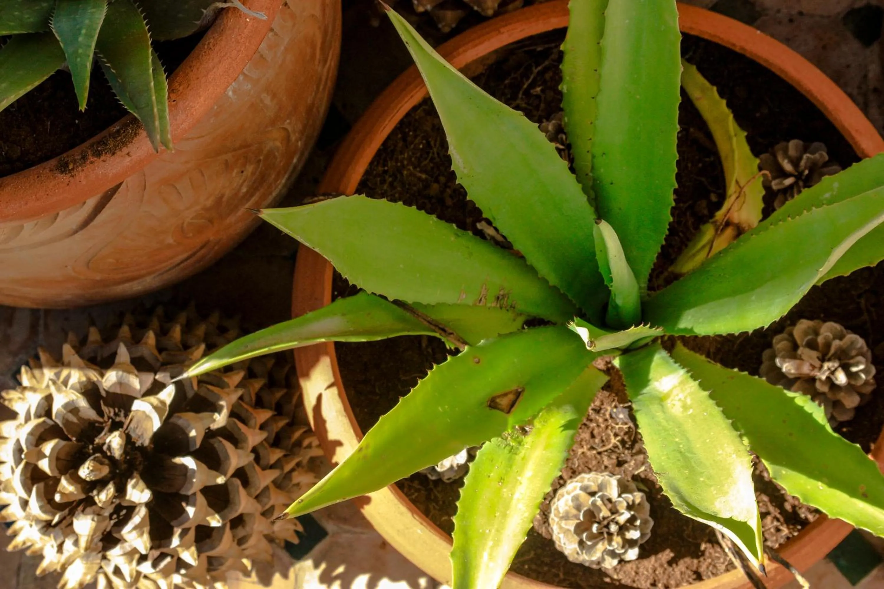 Balcony/Terrace in Dar El Bali