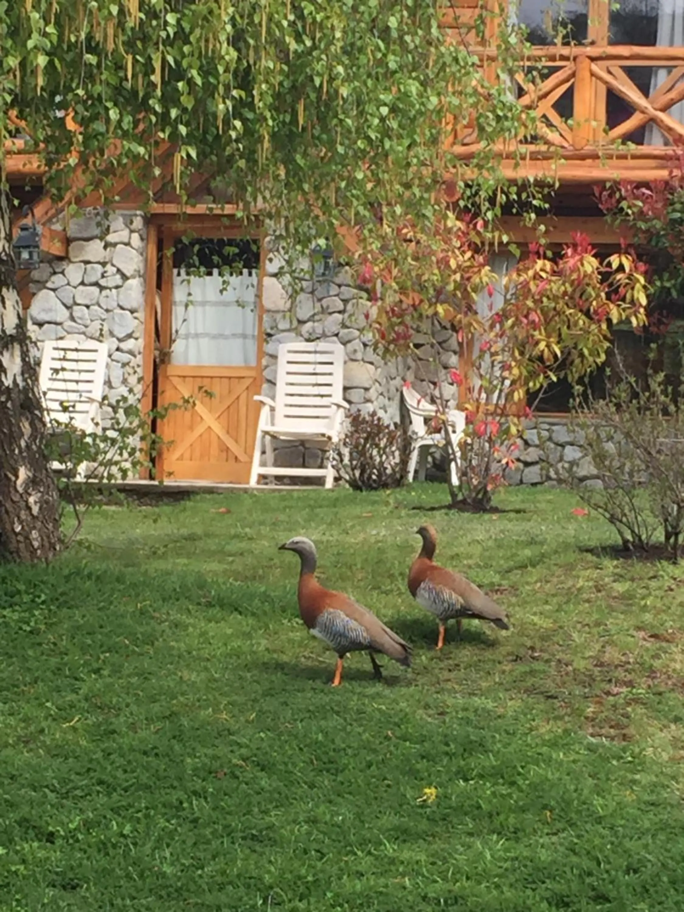 Animals in Encanto del Rio