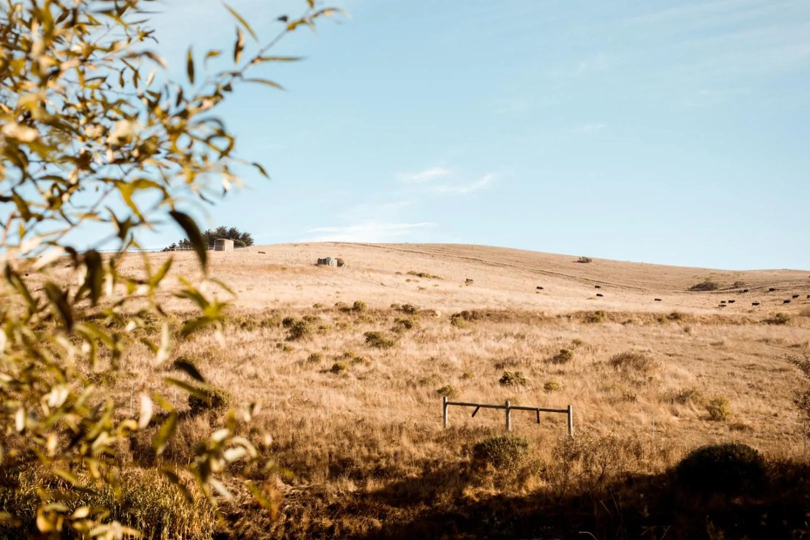Natural landscape in Sonoma Coast Villa