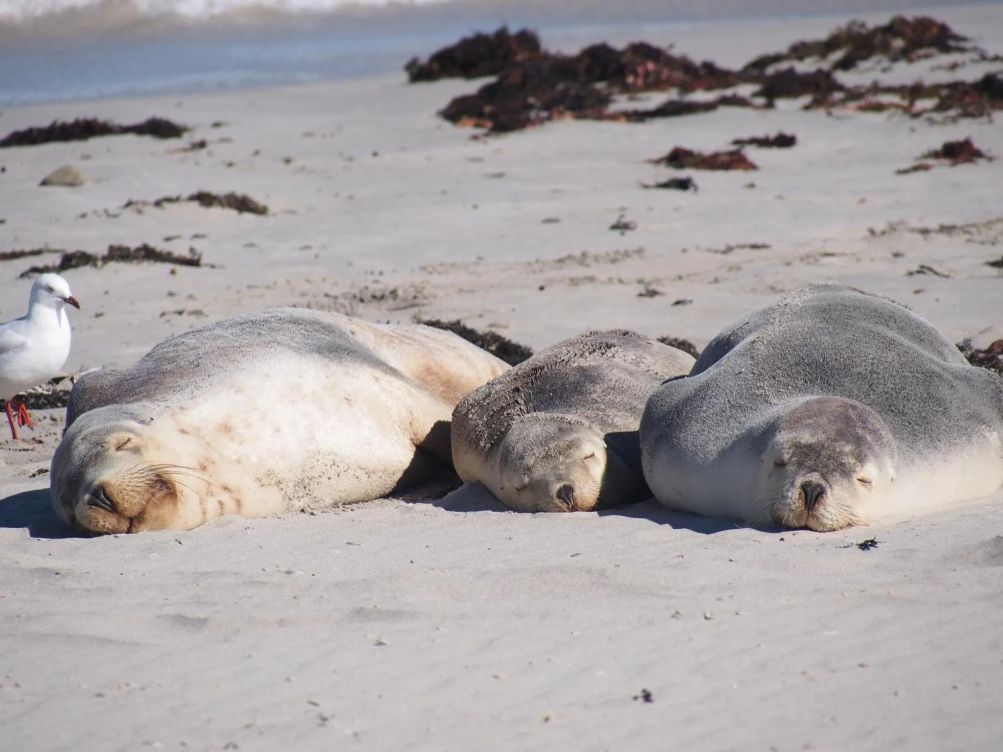 Off site in Mercure Kangaroo Island Lodge