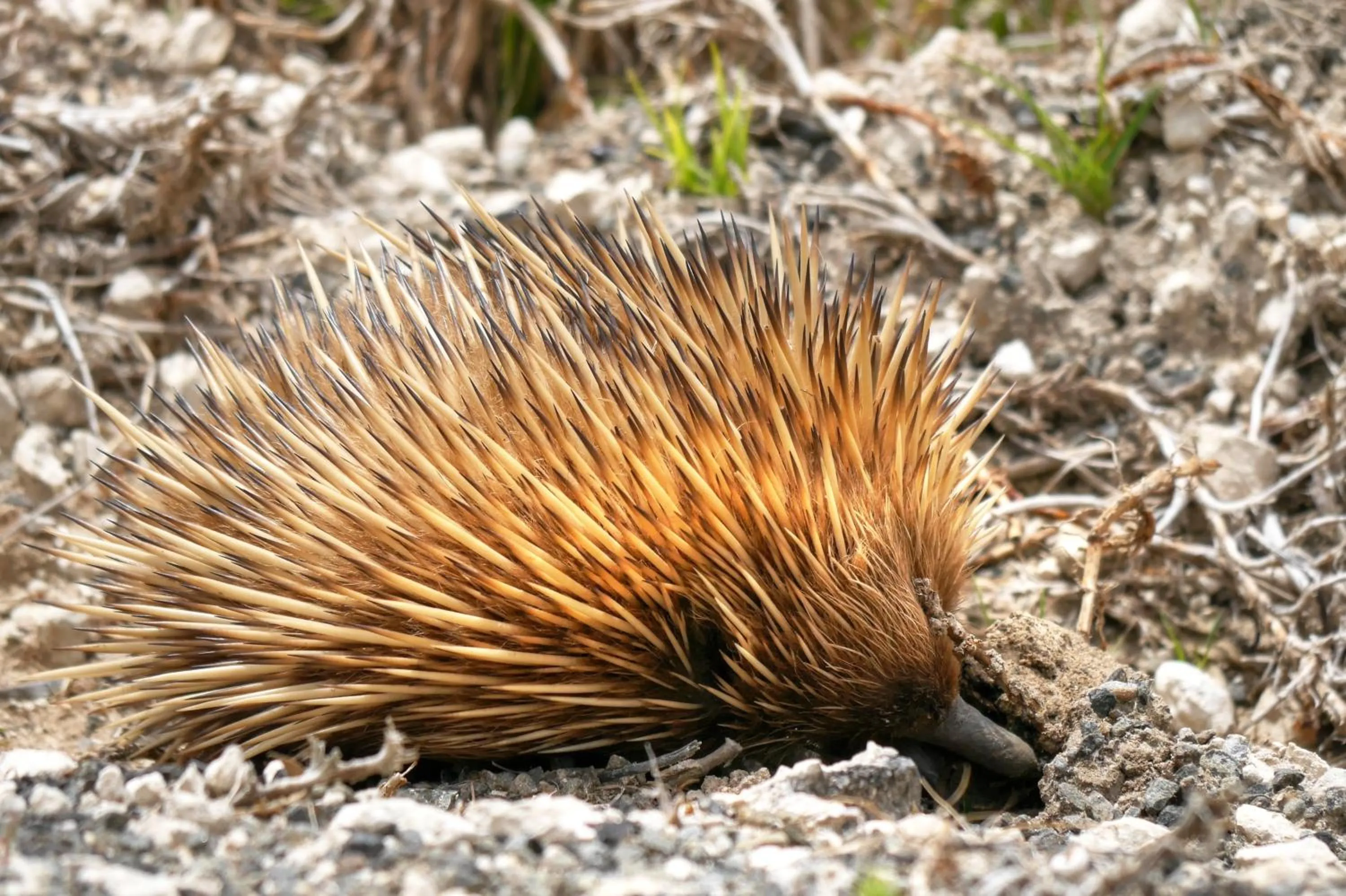 Animals in Mercure Kangaroo Island Lodge