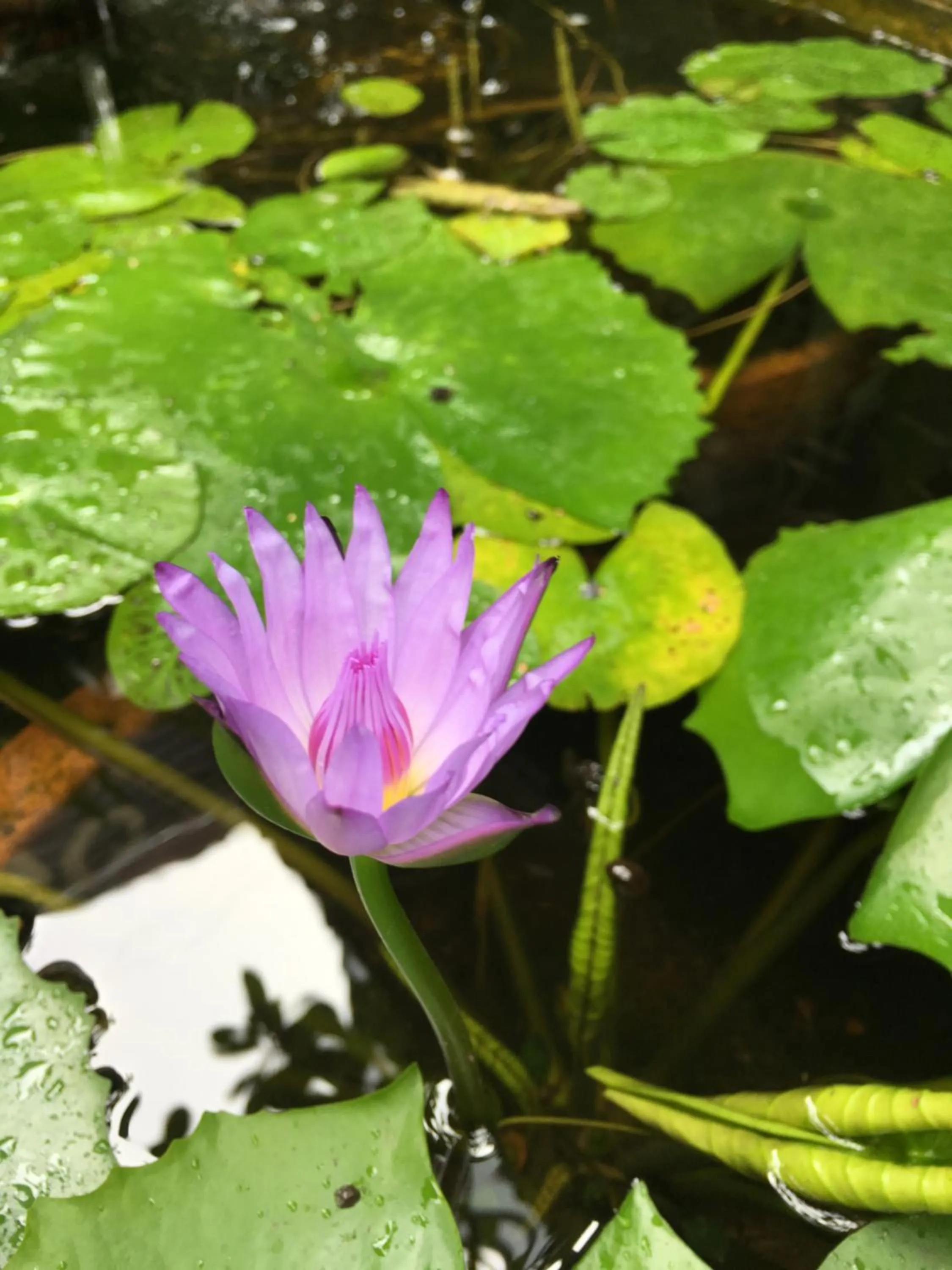 Baan Thalang @ Chiang Mai