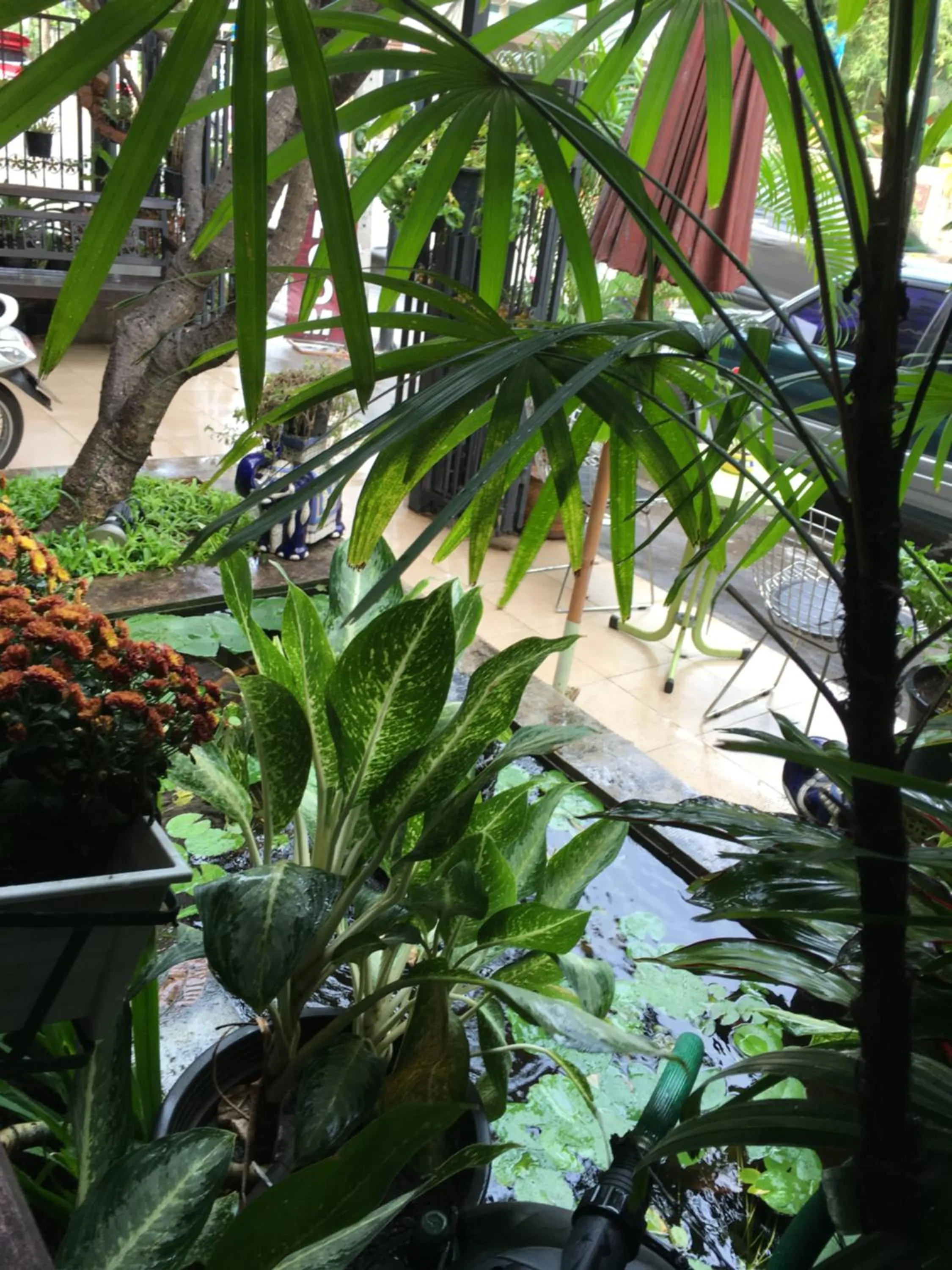 Garden in Baan Thalang @ Chiang Mai