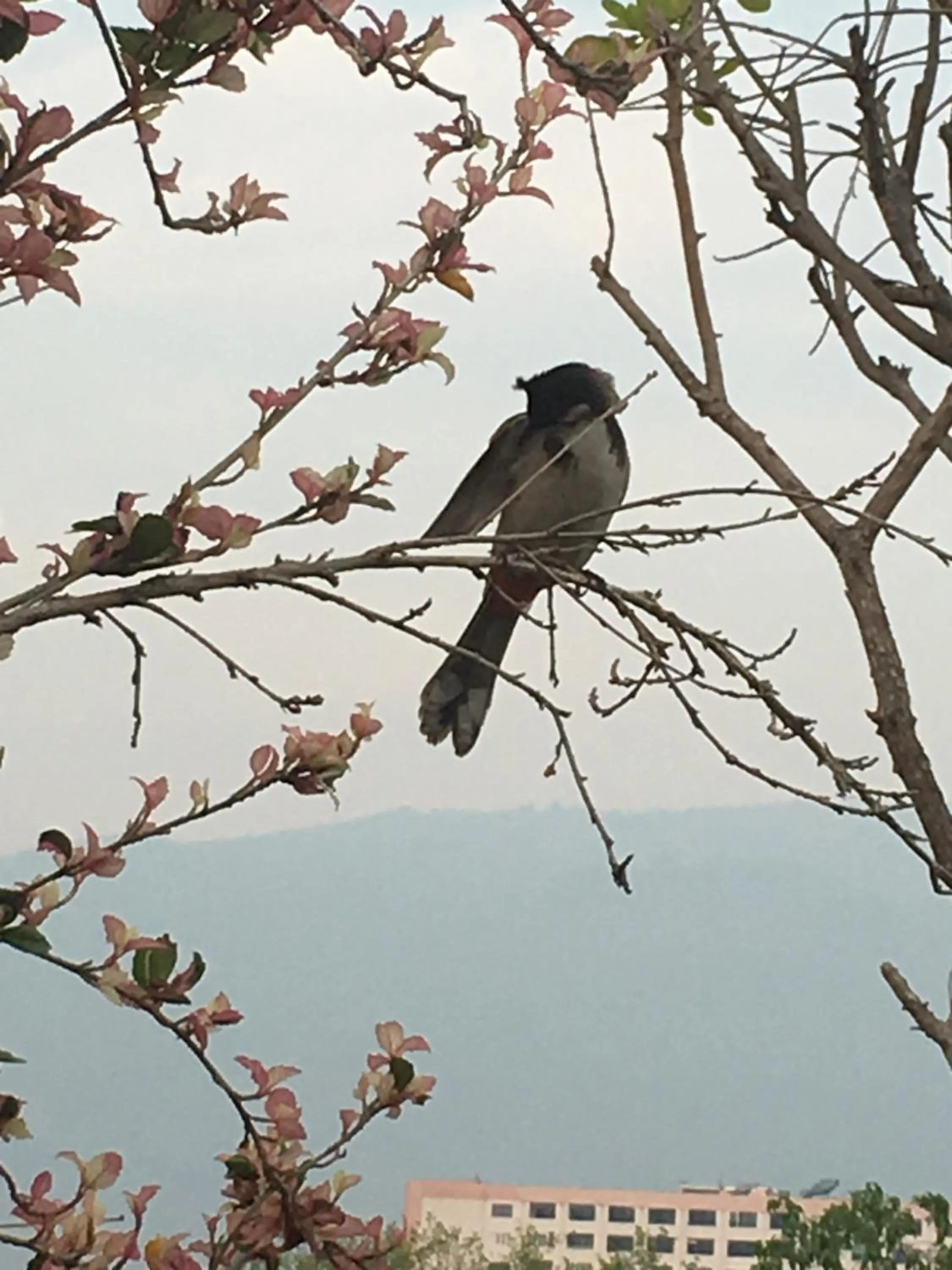 Baan Thalang @ Chiang Mai