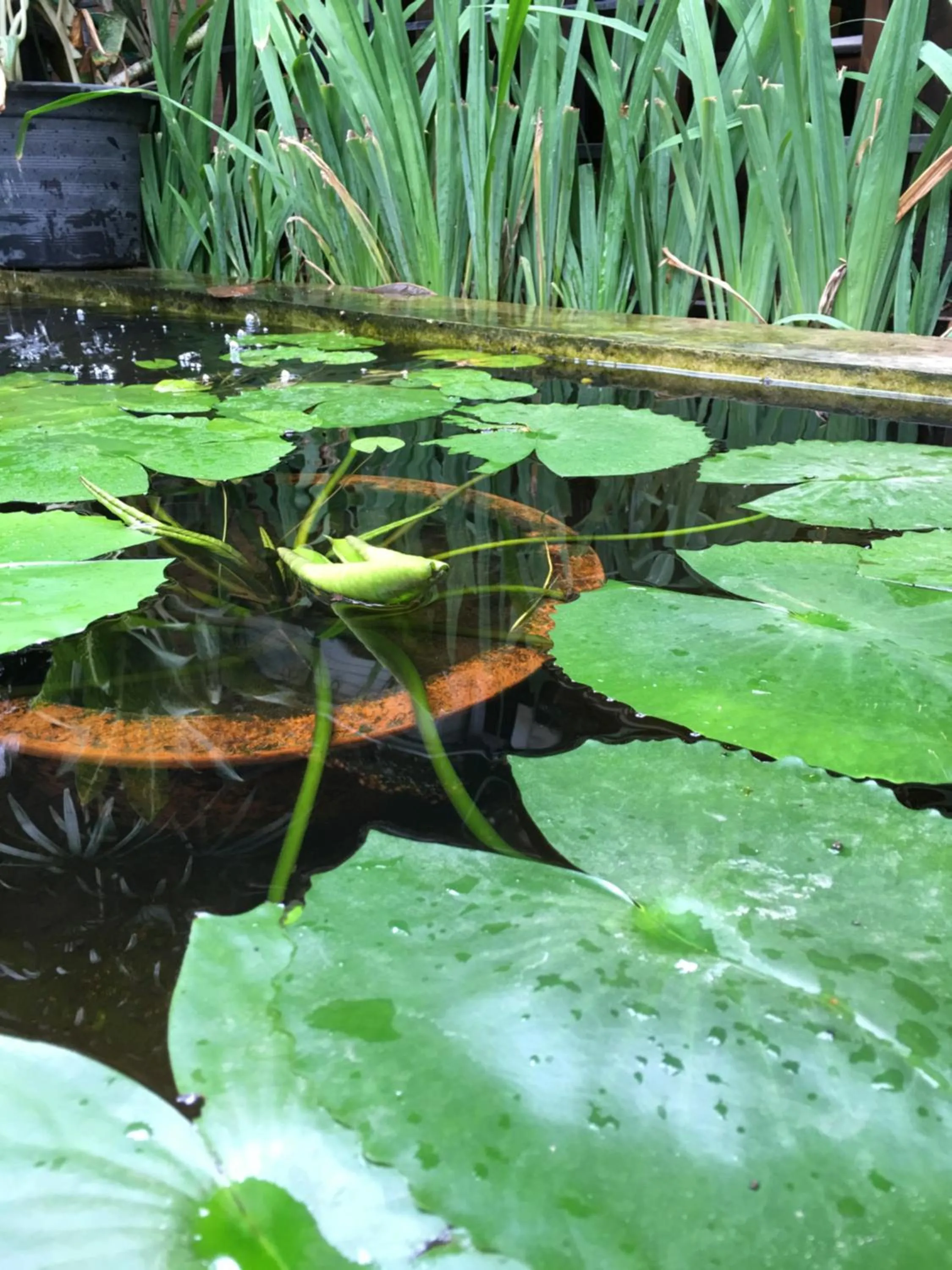 Baan Thalang @ Chiang Mai