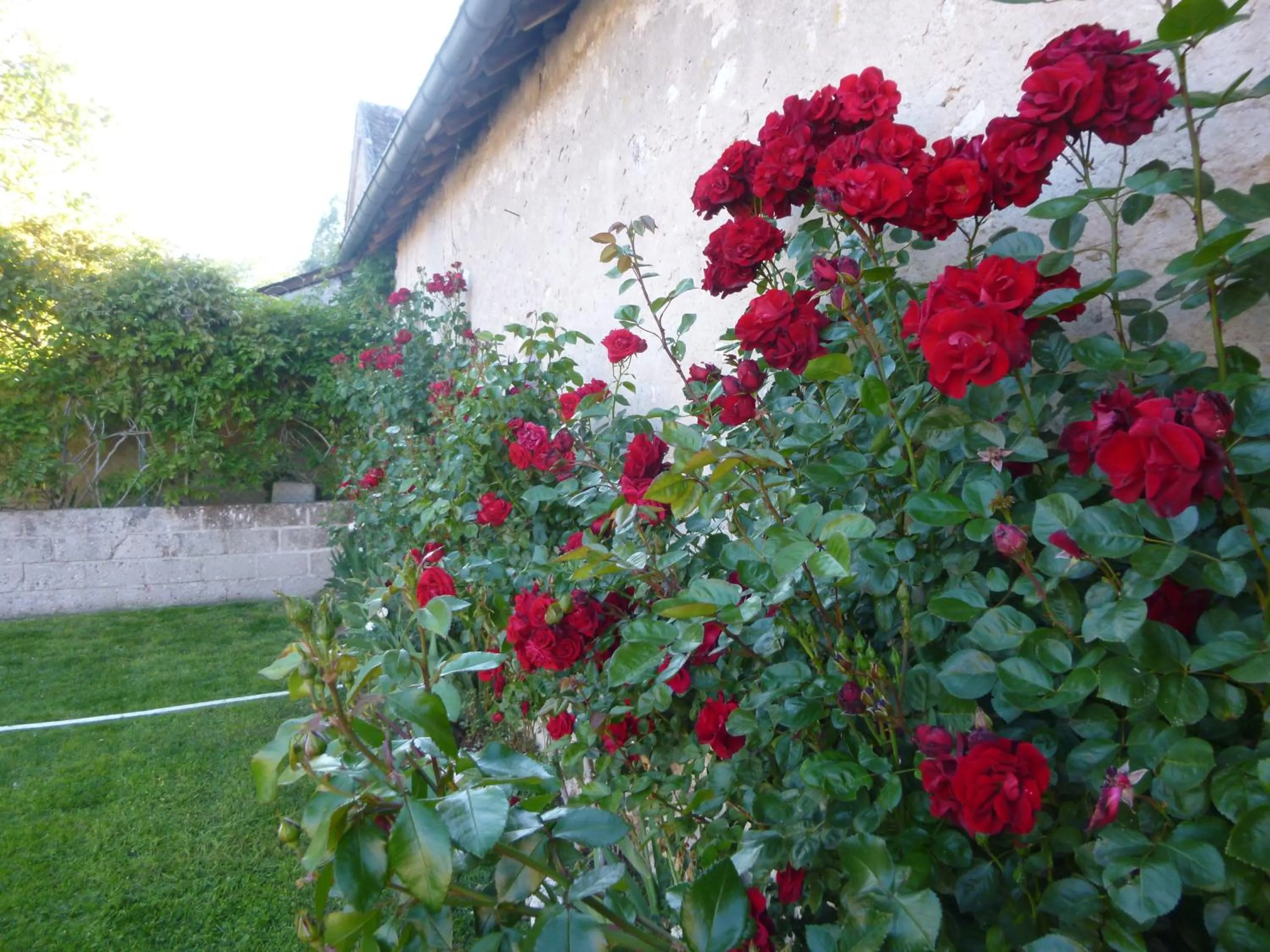 Garden in Hotel de la Bonnheure
